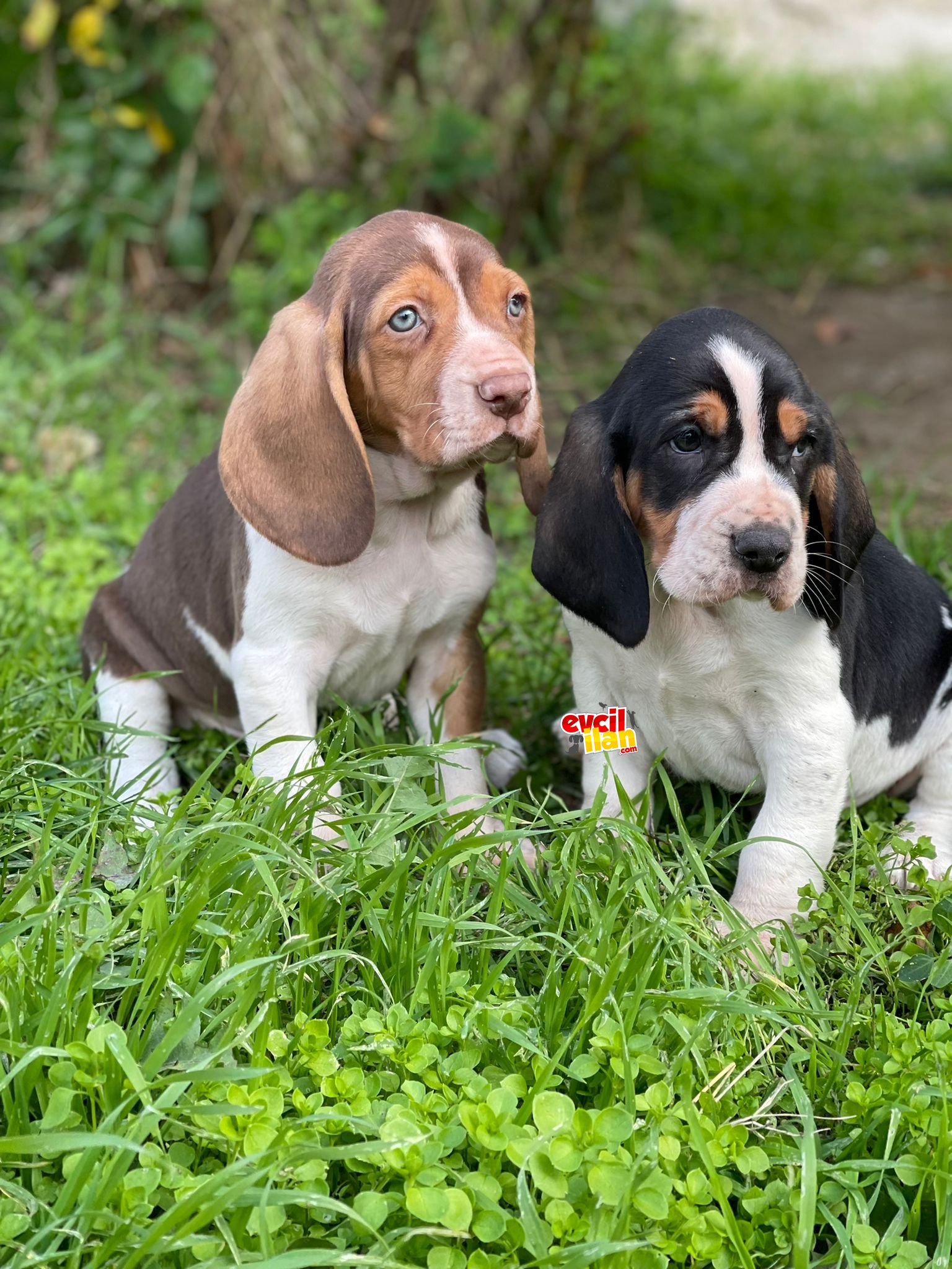 SHOW KALITE BASSET HOUND YAVRULAR