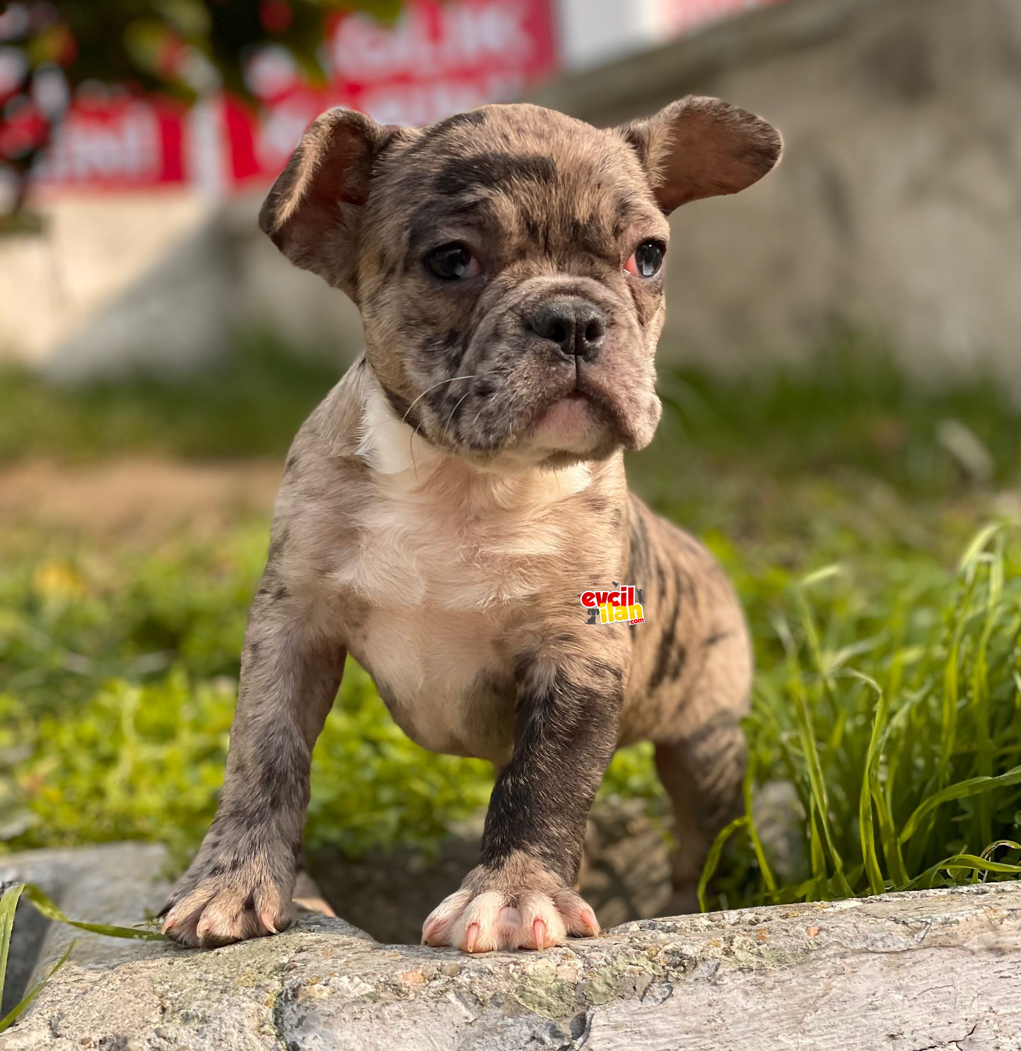 SHOW KALITE FRENCH BULLDOG YAVRULAR