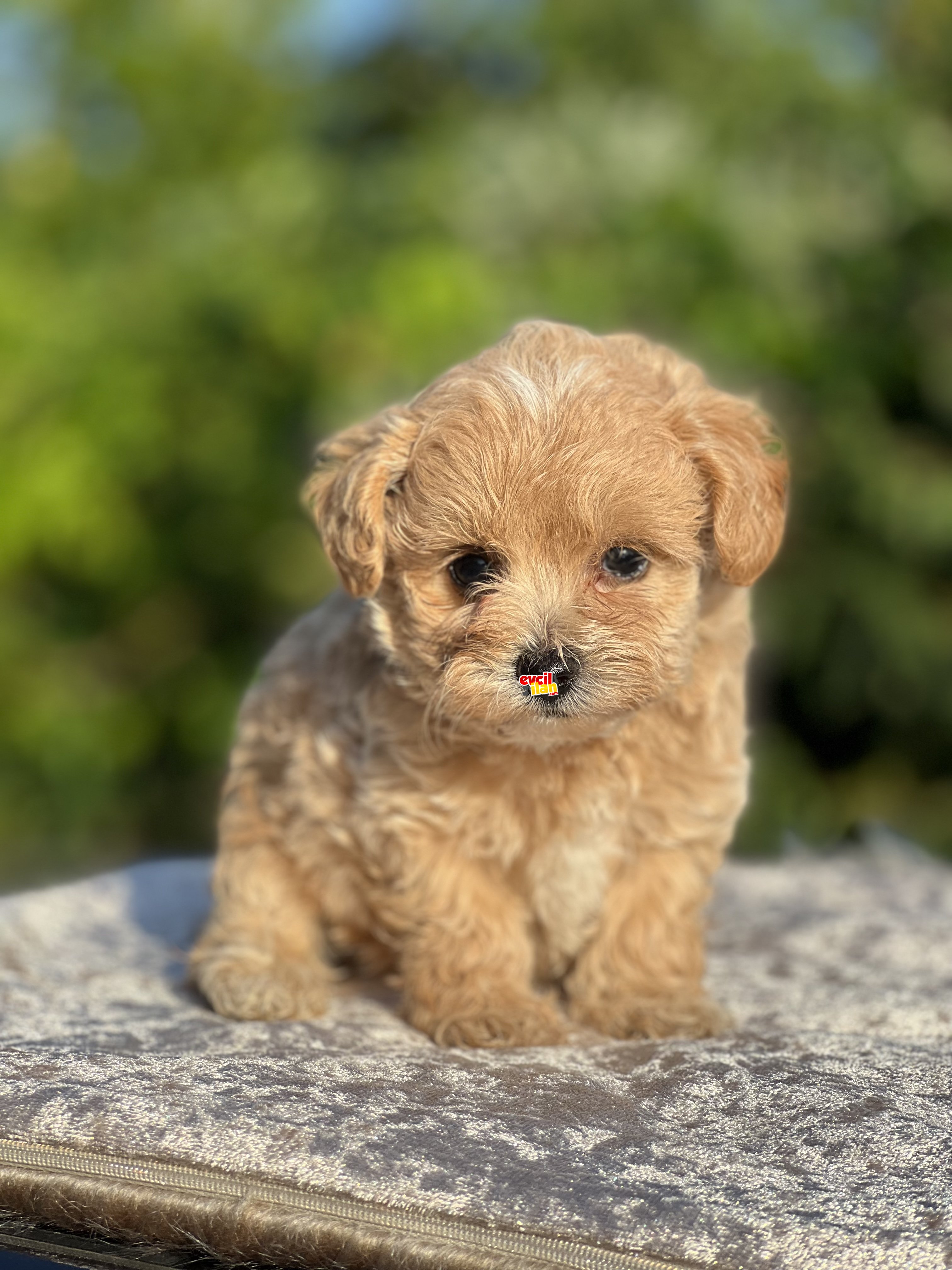 SHOW KALITE MALTIPOO BEBEKLER 