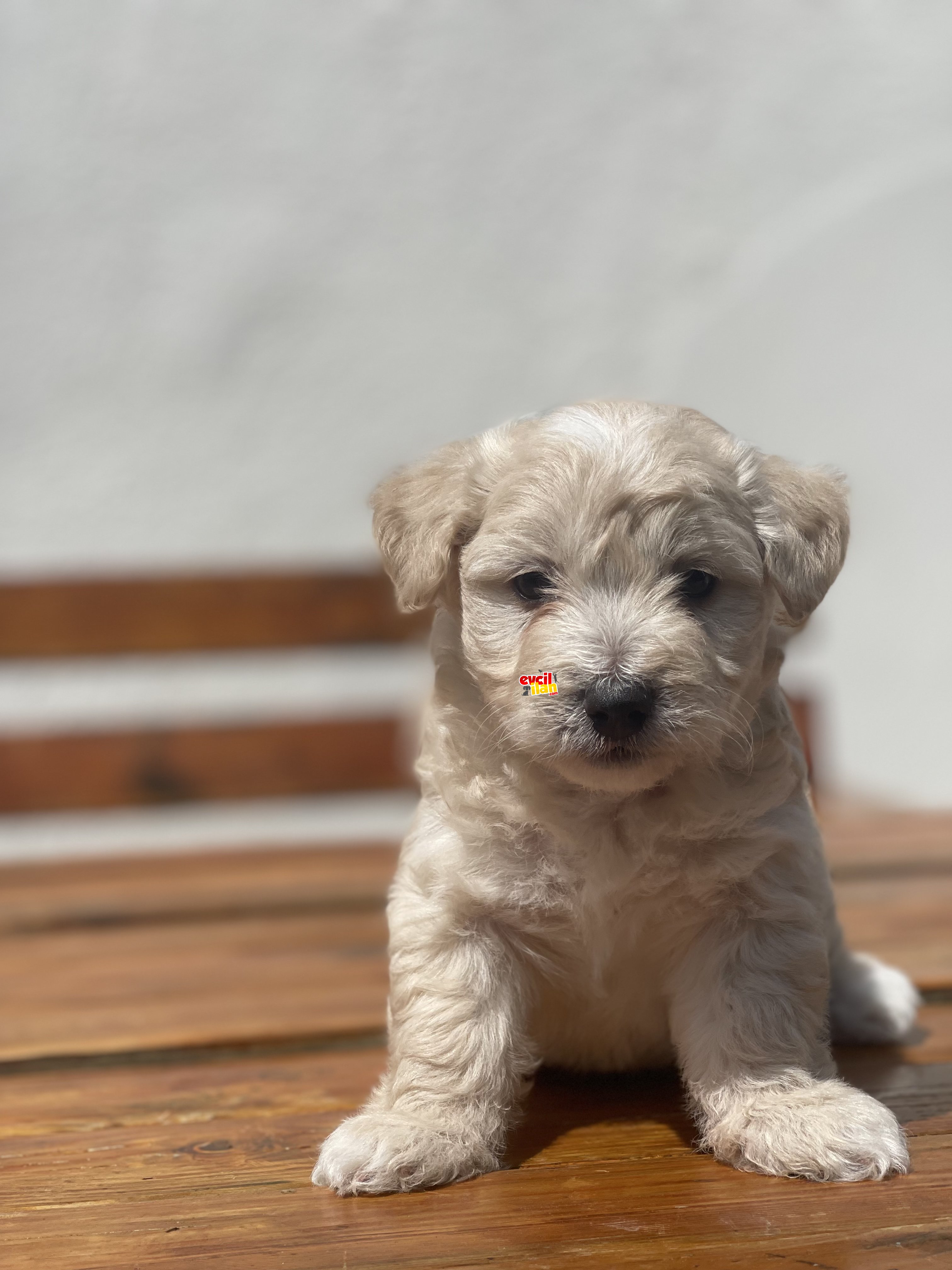 SHOW KALITE MALTIPOO BEBEKLER 