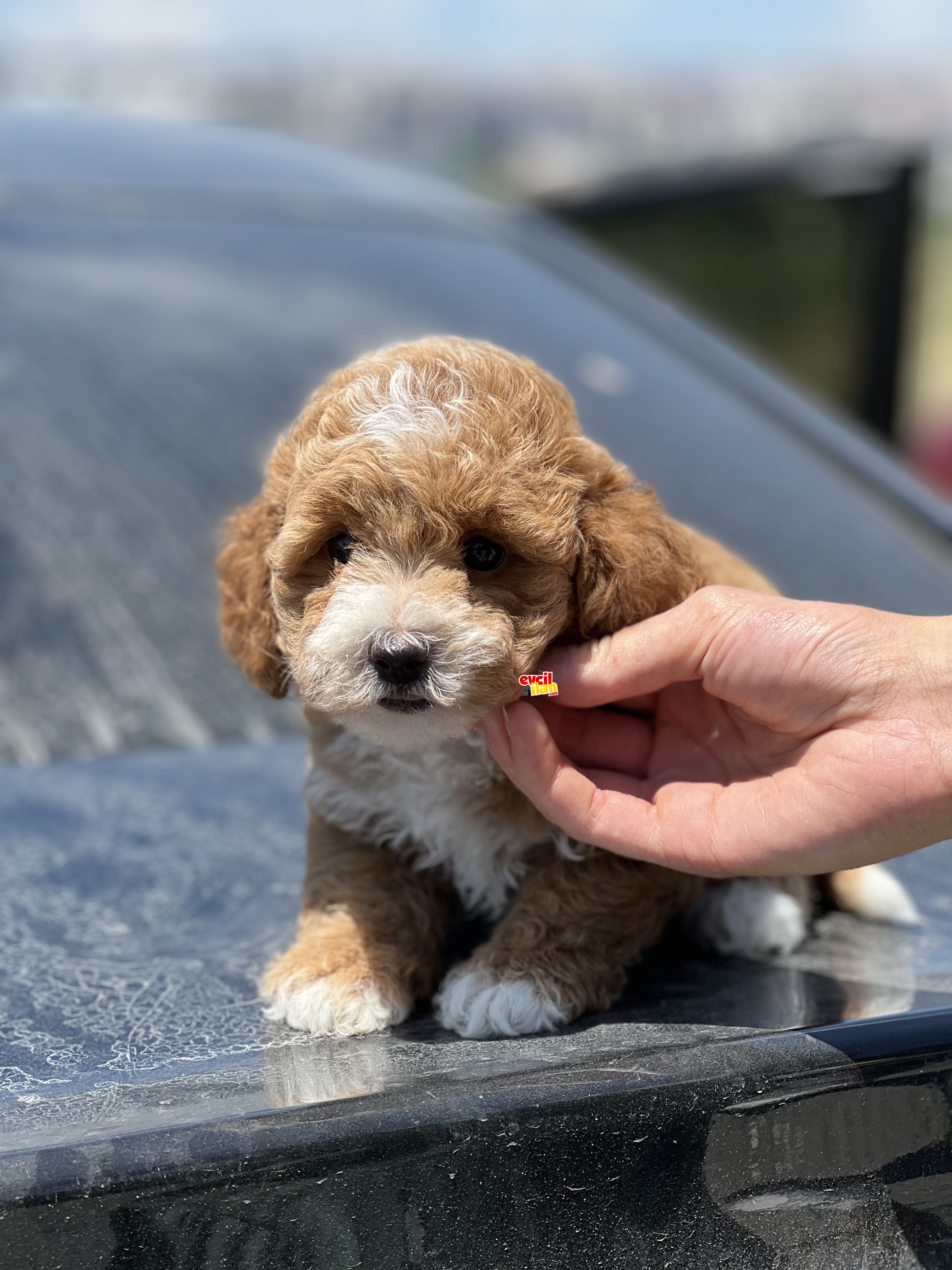 SHOW KALITE MALTIPOO BEBEKLER 