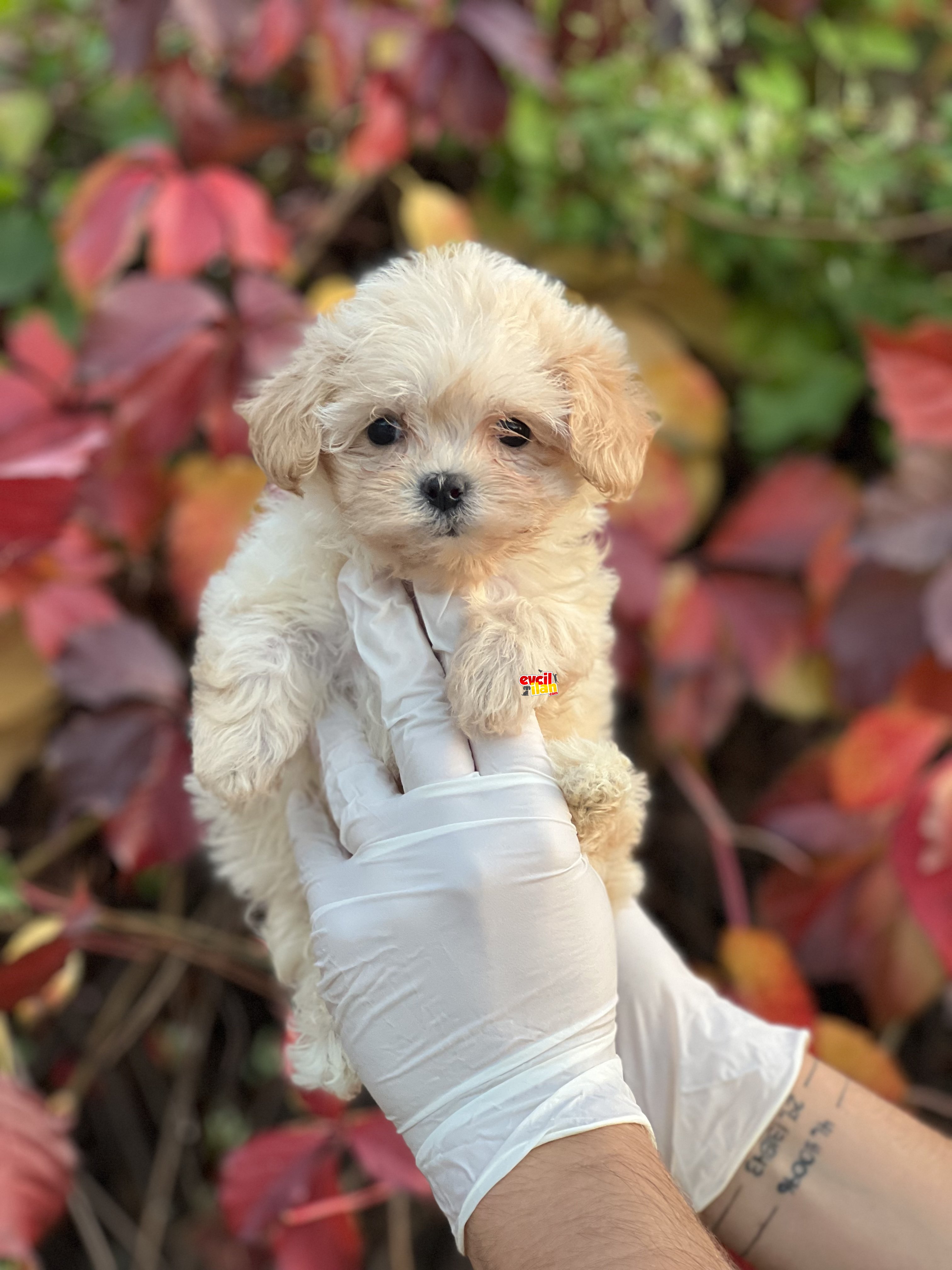 SHOW KALITE MALTIPOO BEBEKLER 