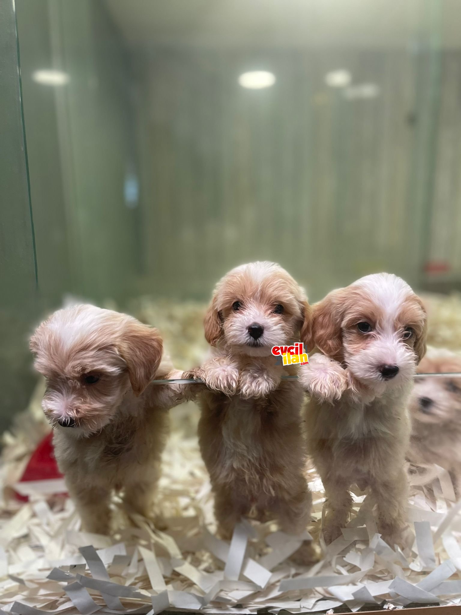 SHOW KALİTE MALTİPOO YAVRULAR