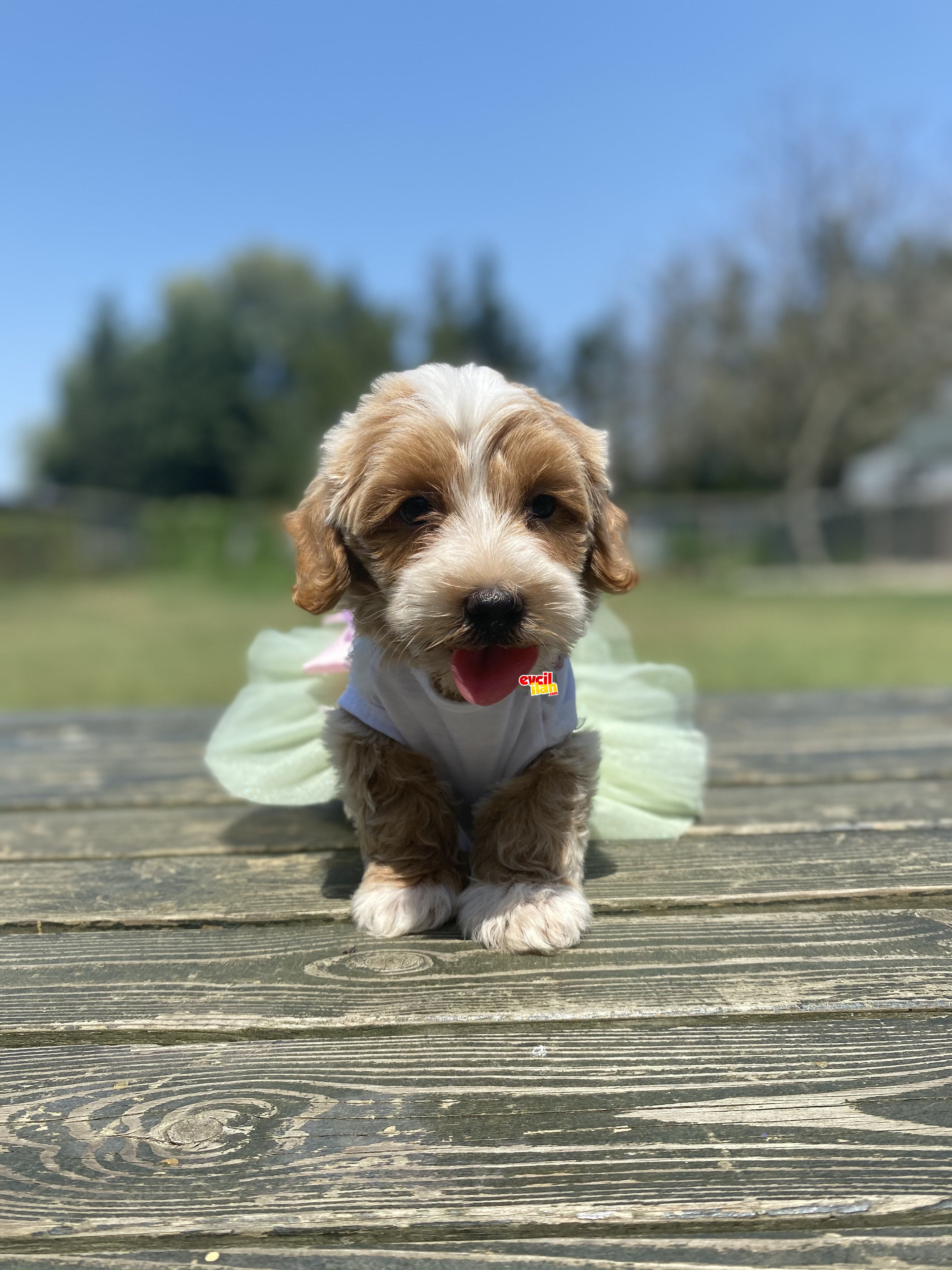 SHOW KALITE MALTIPOO YAVRULAR