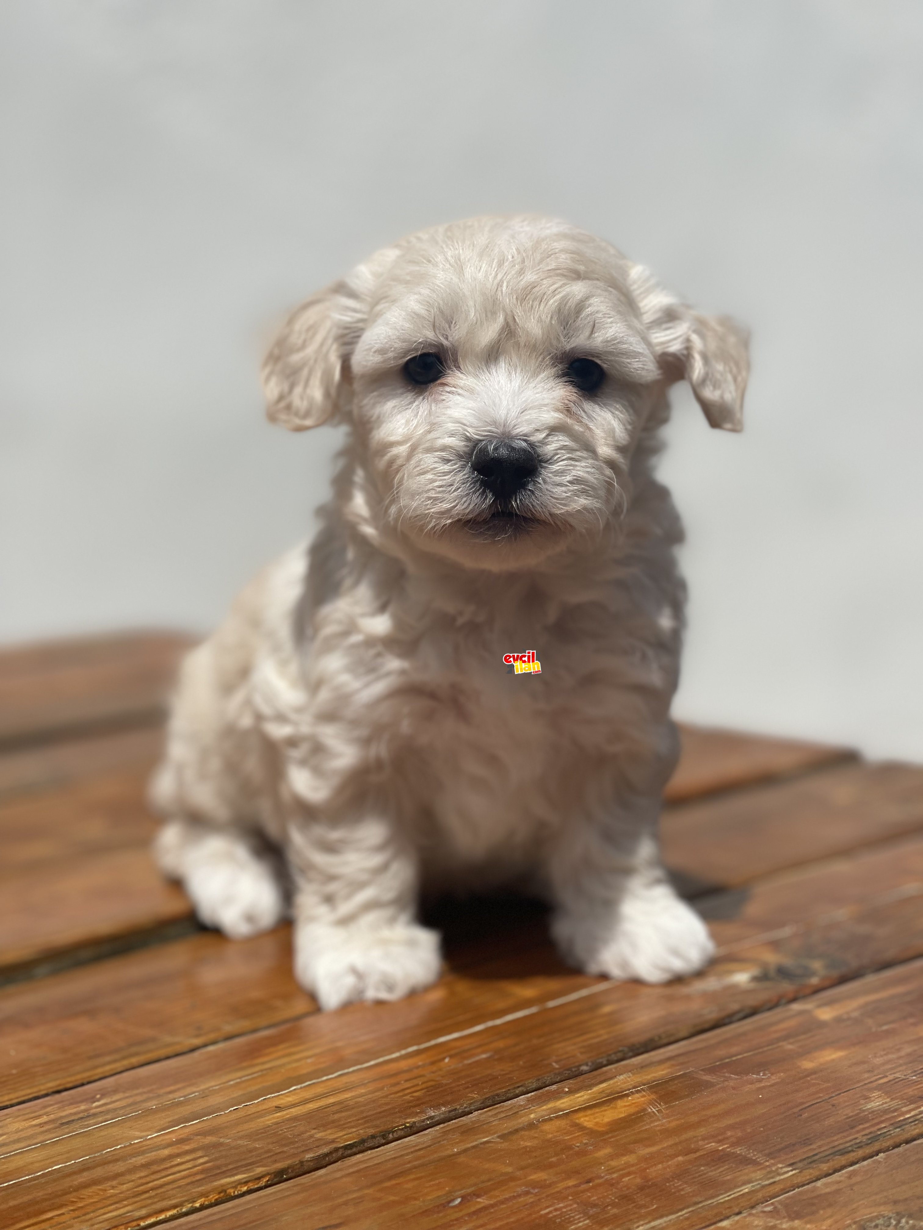 SHOW KALITE MALTIPOO YAVRULAR