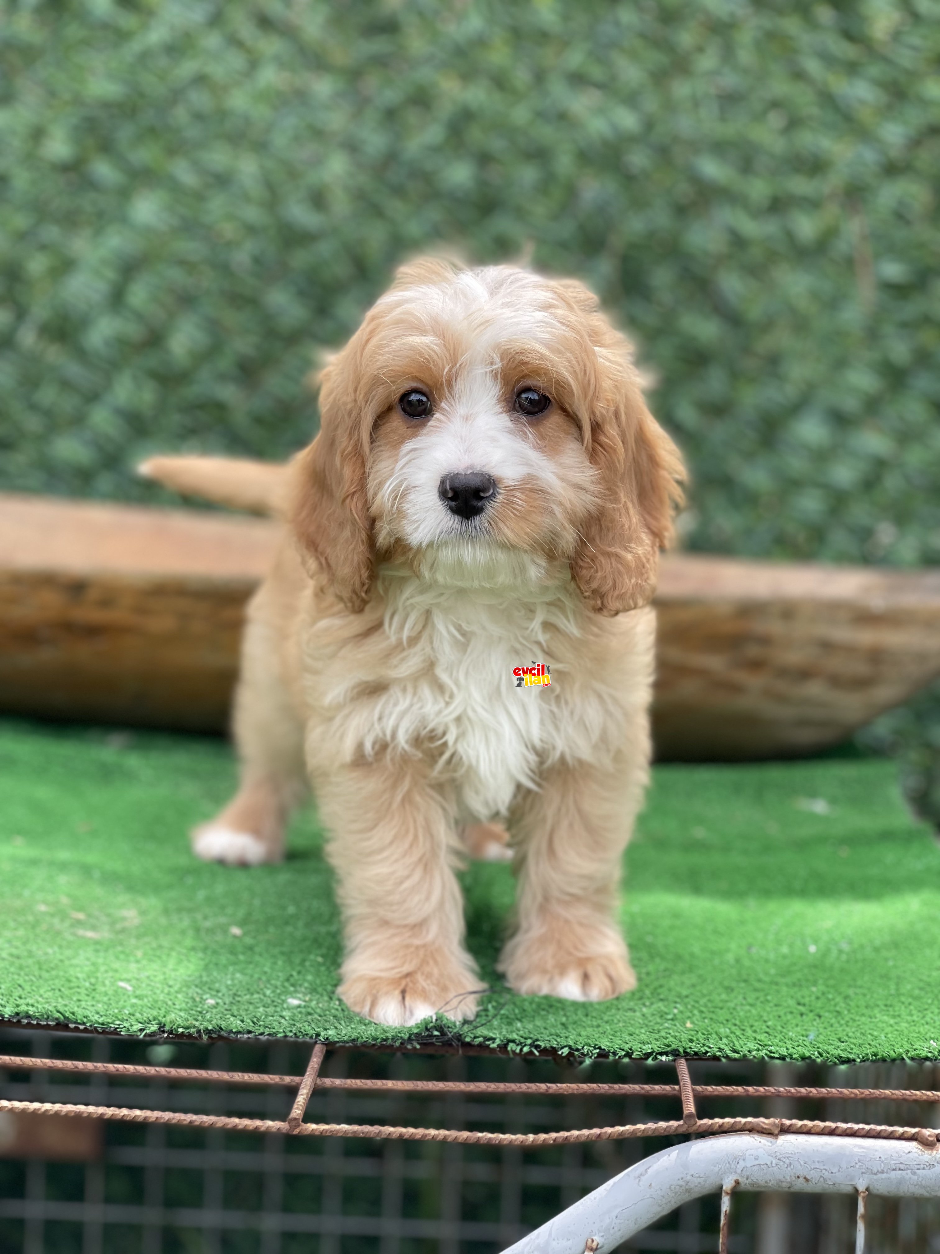 SHOW KALITE MALTIPOO YAVRULAR 