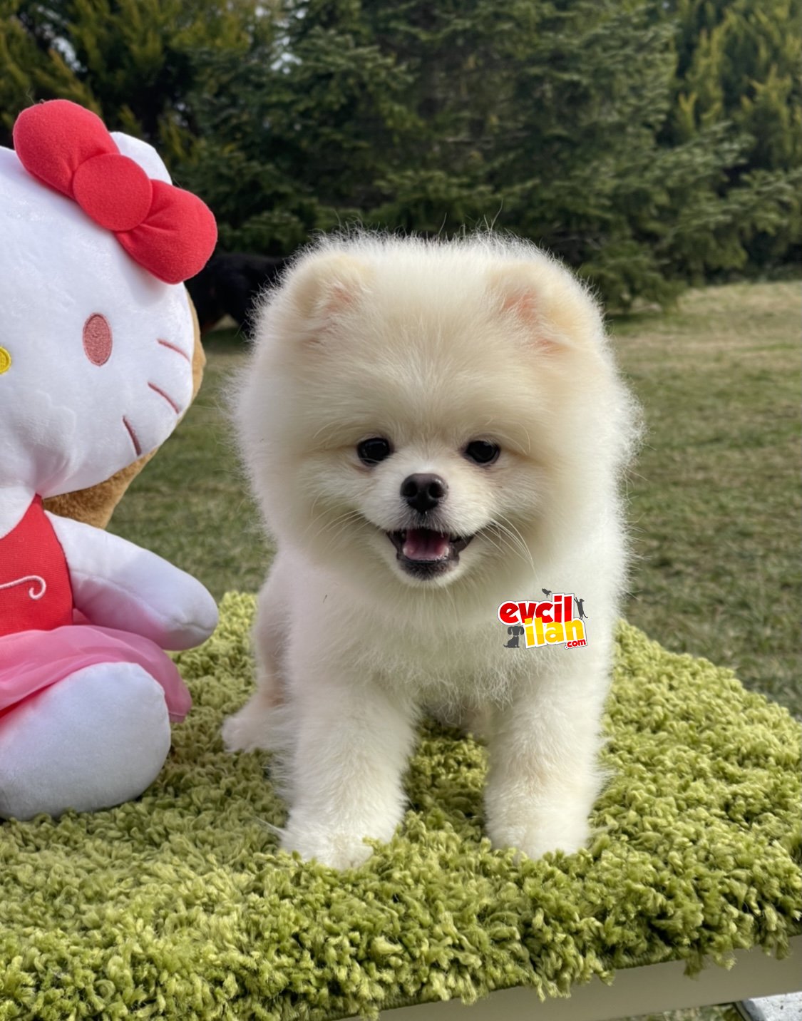 Show kalite muhteşem güzellik teddy bear pomeranian boo 