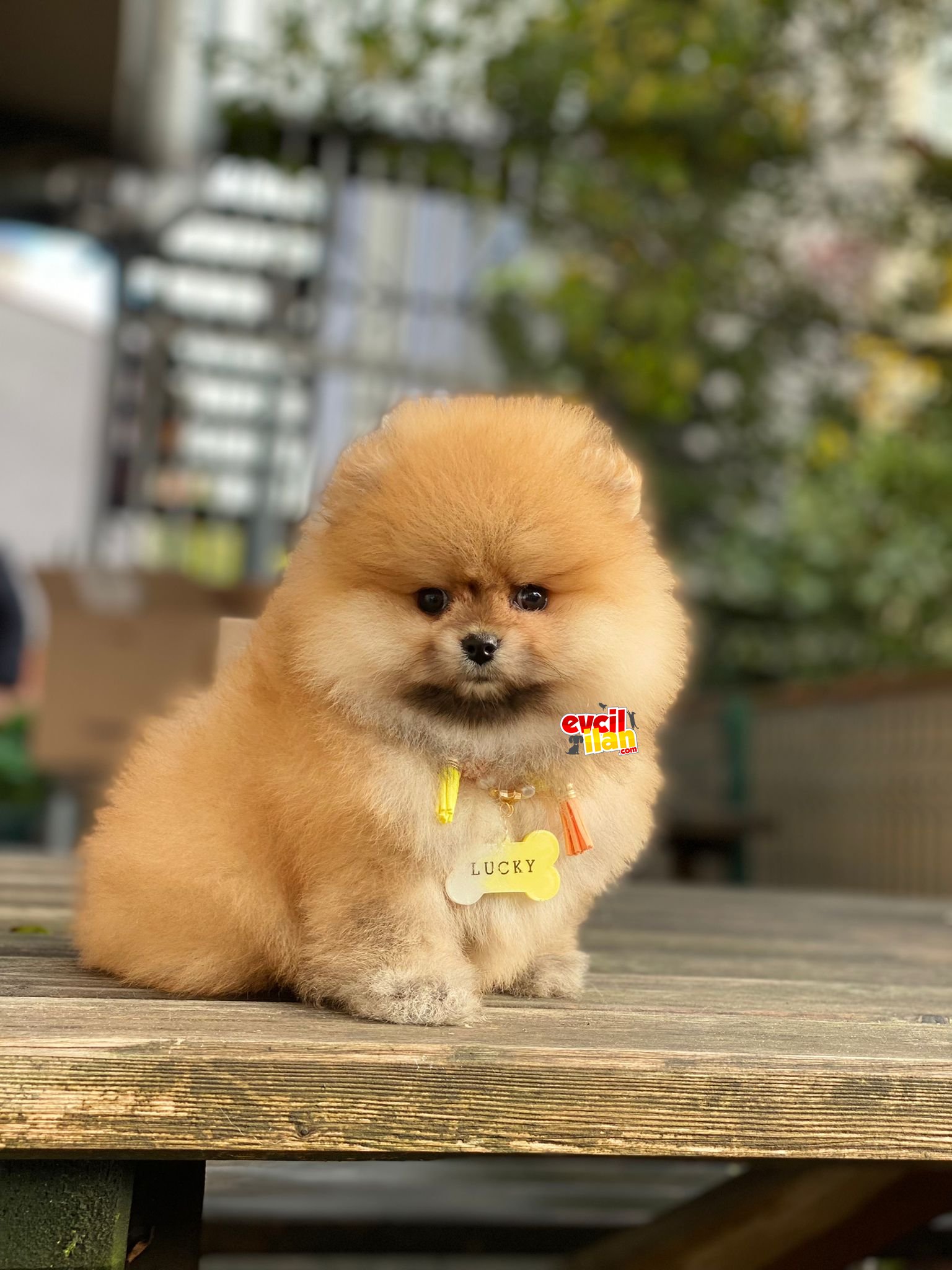 Show Kalite Oranj Pomeranian Boo Yavrumuz 