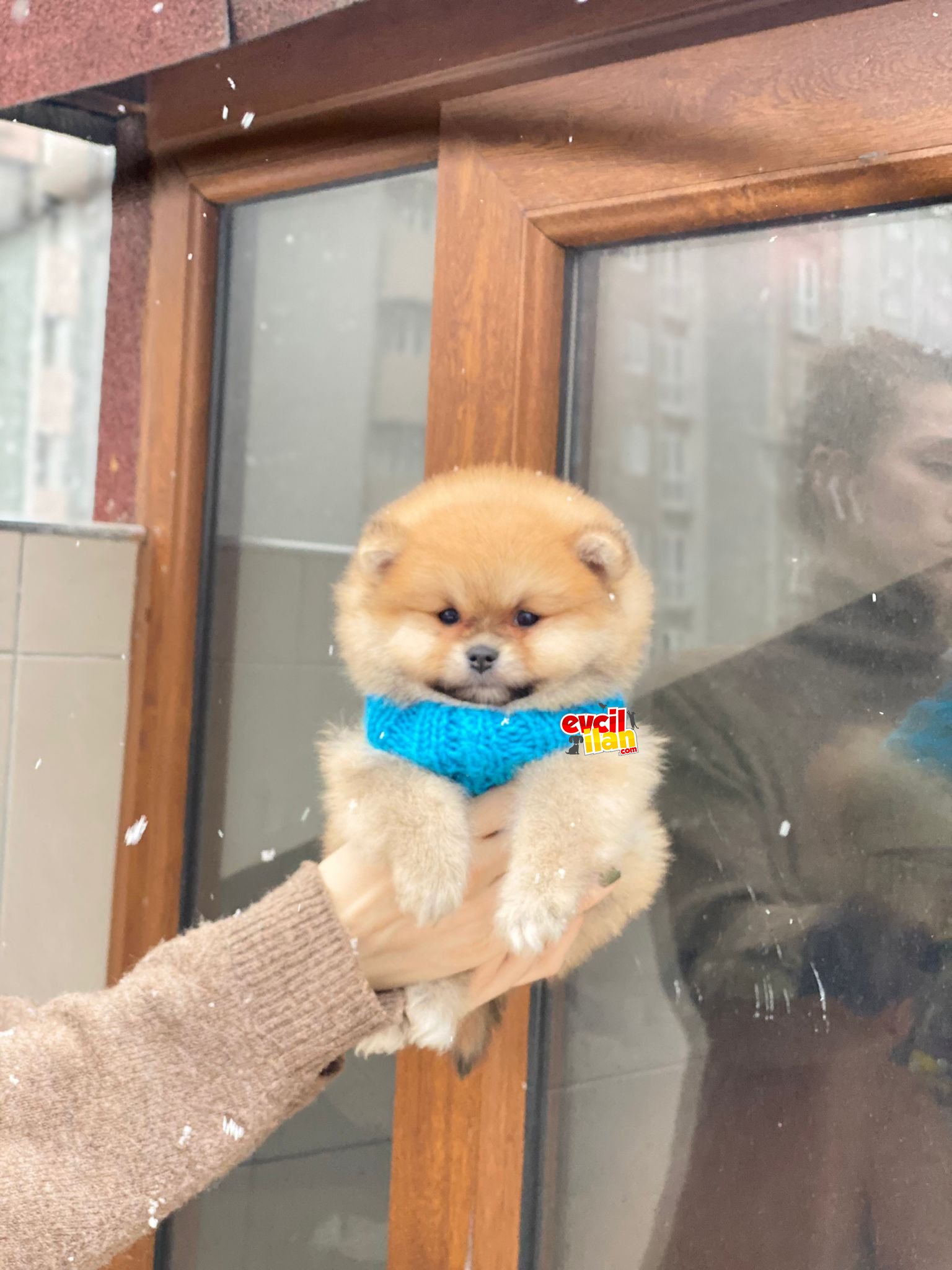 Show Kalite Oranj Pomeranian Boo 