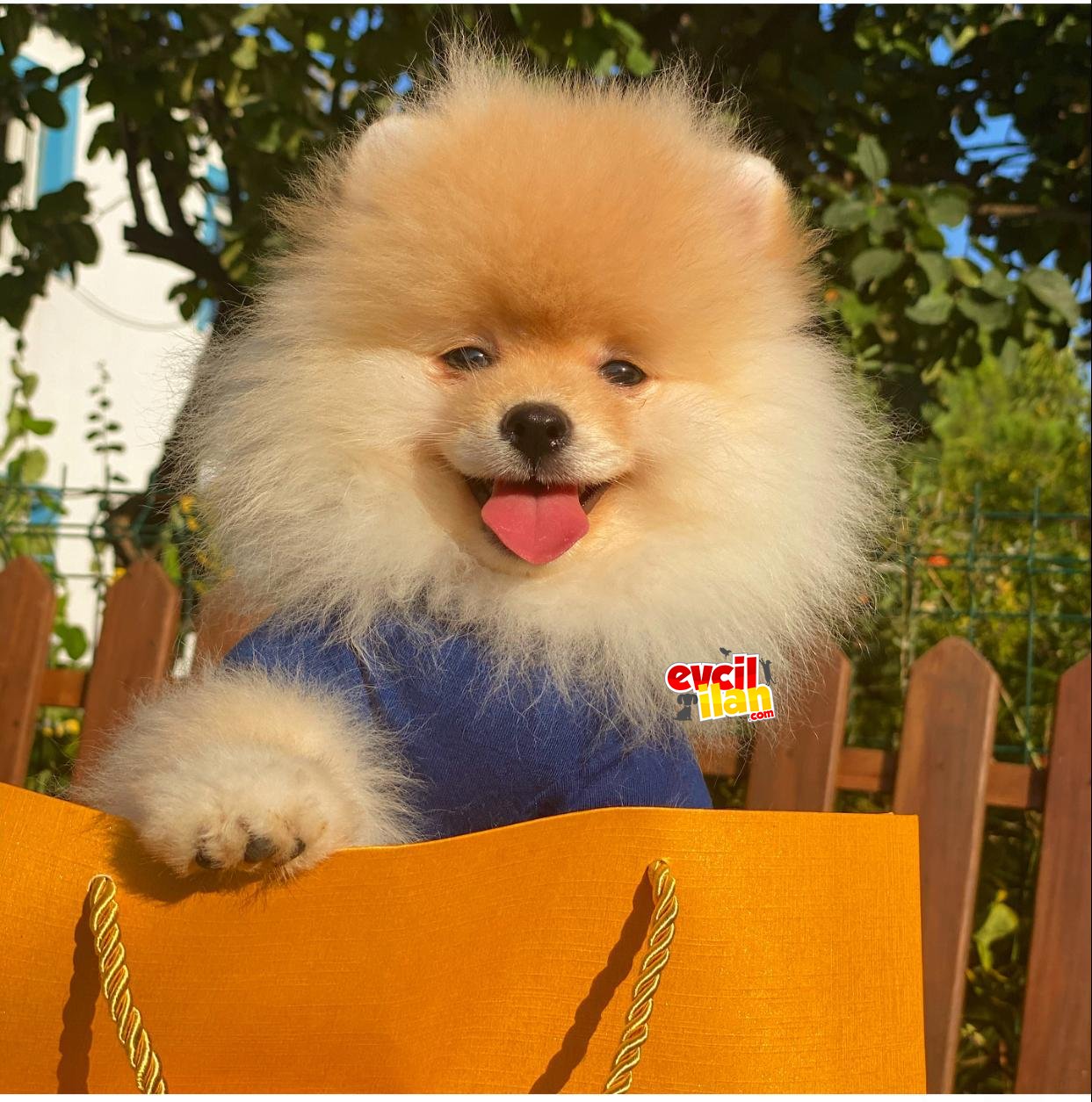 SHOW KALITE POMERANIAN BOO BEBEKLER 