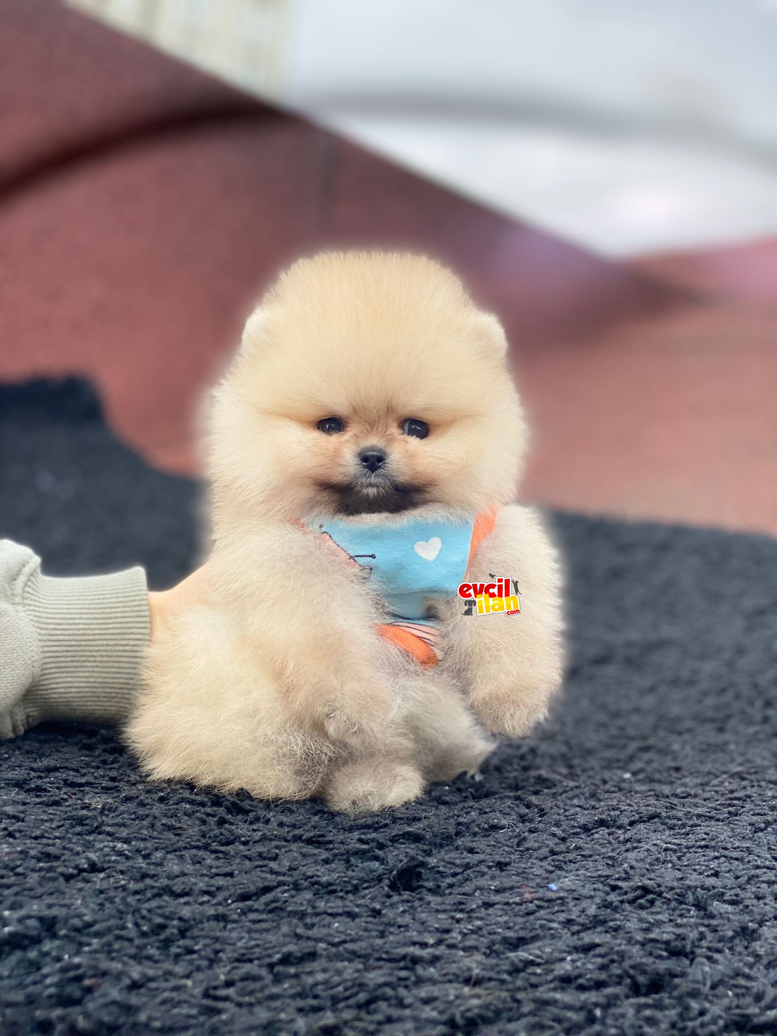 Show Kalite Pomeranian Boo Yavrumuz 