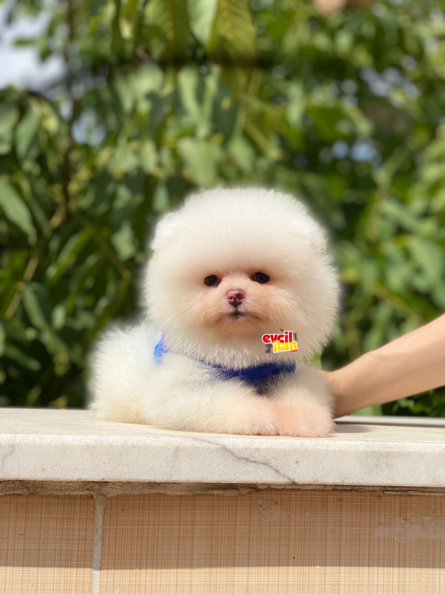 Show Kalite Pomeranian Boo Yavrumuz 