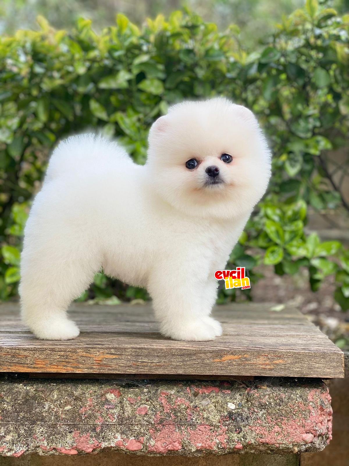 Show Kalite Pomeranian Boo Yavrumuz 