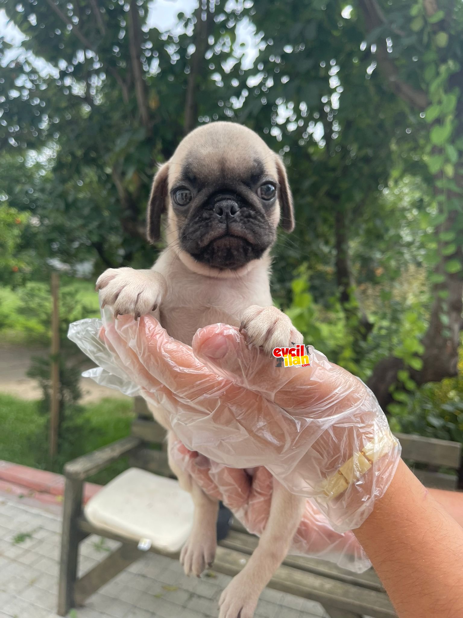 SHOW KALİTE PUG YAVRULARIMIZ