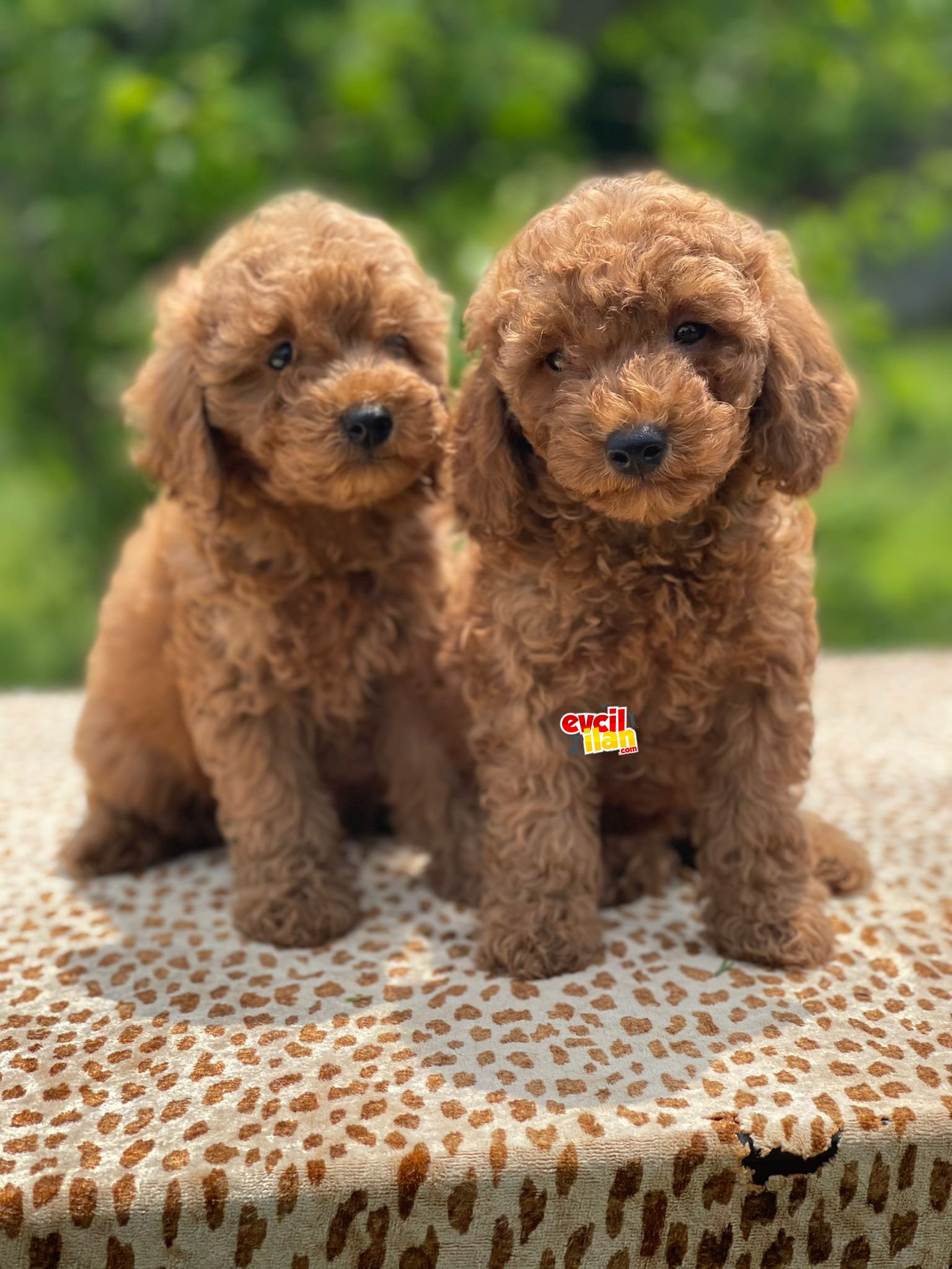 SHOW KALİTE TOY POODLE YAVRULARIMIZ