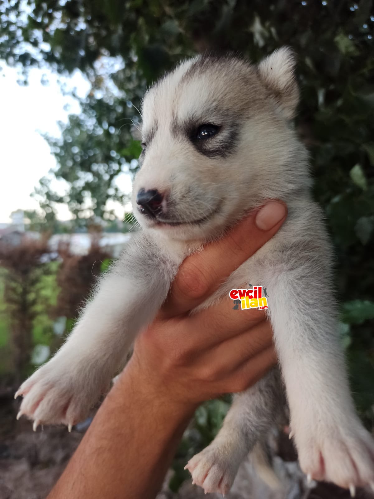 Sibirya kurdu (husky) yavrularımız 