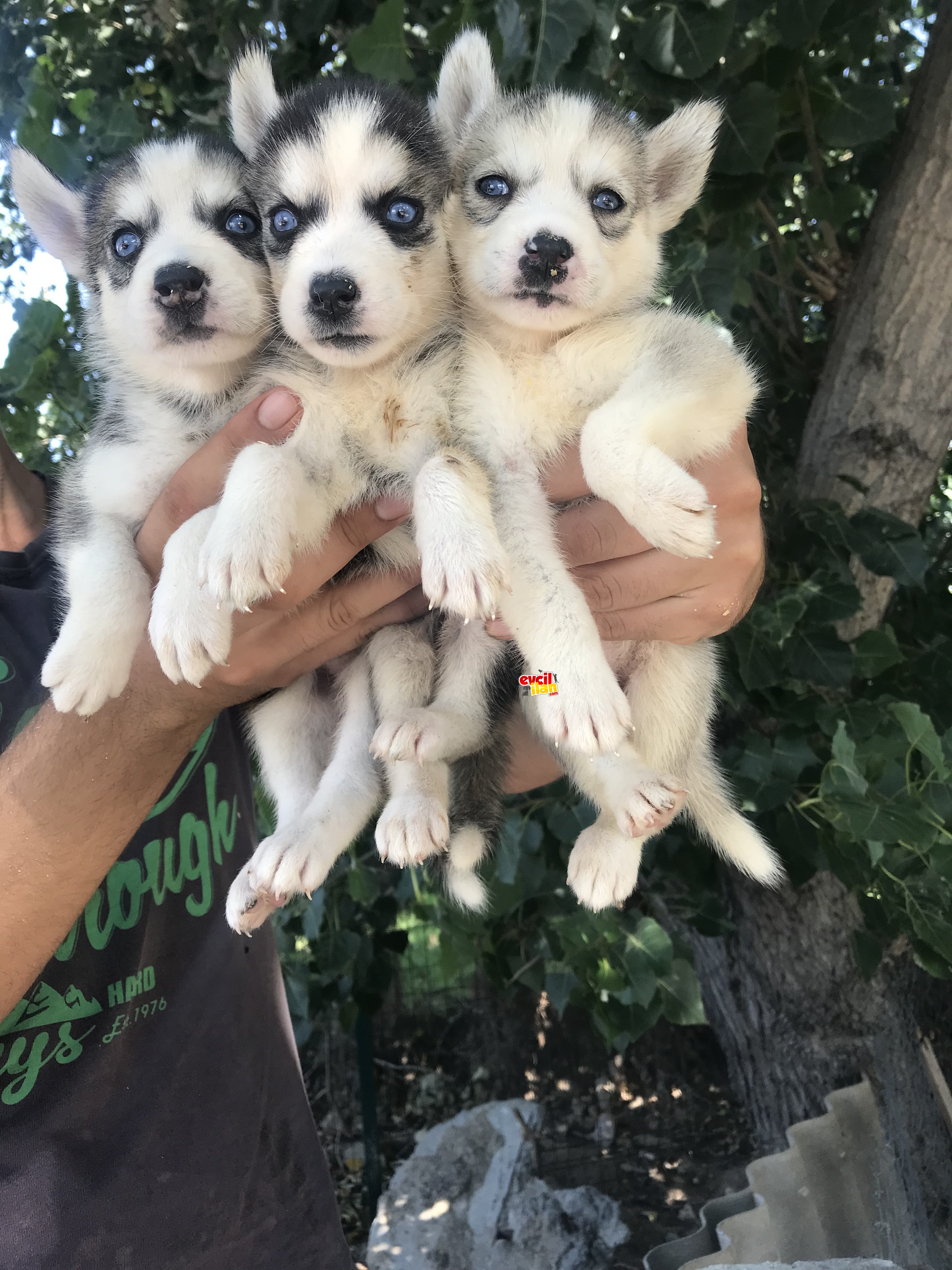 Sibirya kurdu (husky) yavrularımız 