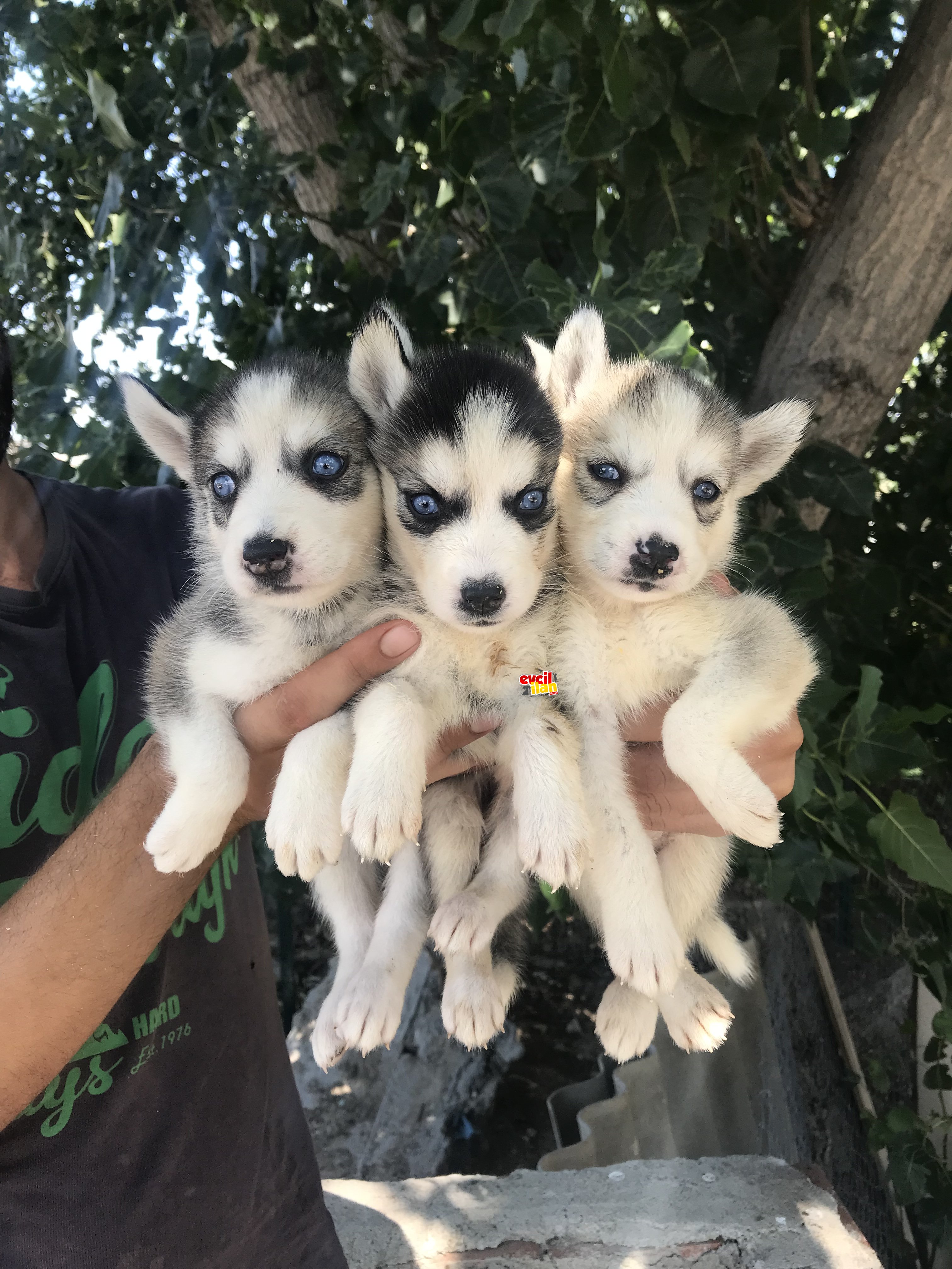 Sibirya Kurdu (husky) yavrularımız 