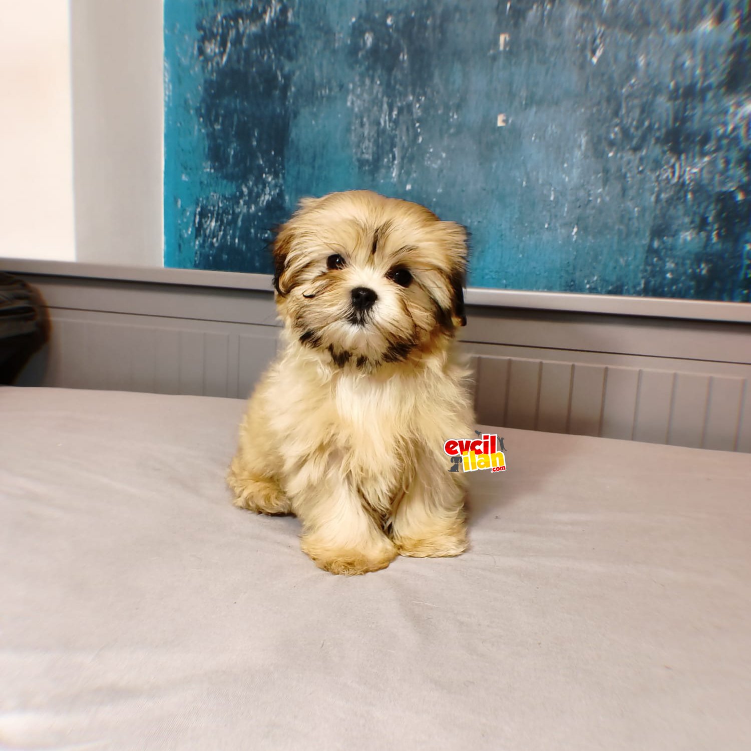 SIFIR BURUN DİŞİ SHIH TZU