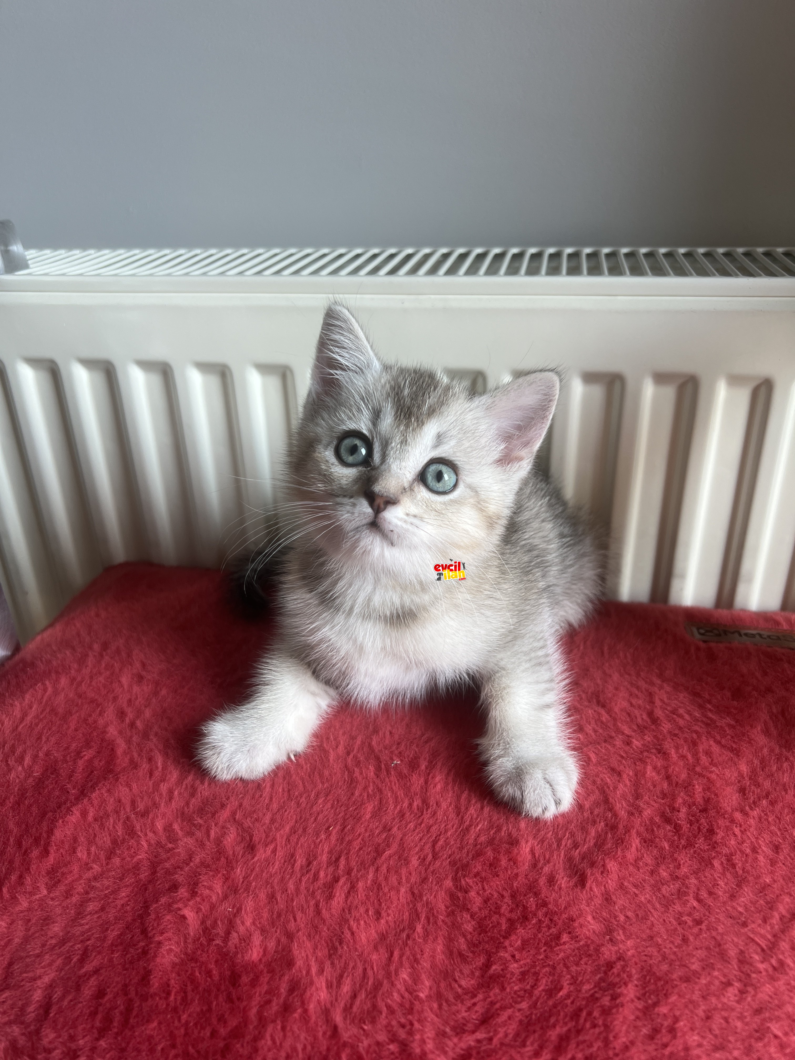 Silver British Shorthair Yavrularımız Yeni Yuvalarını Arıyorlar