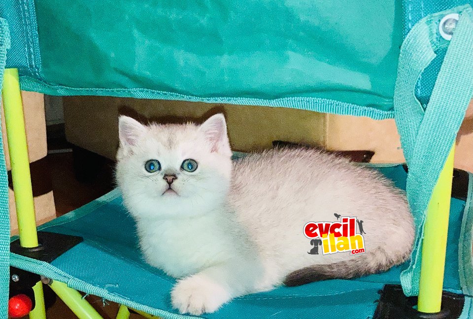 Silver britishshorthair 