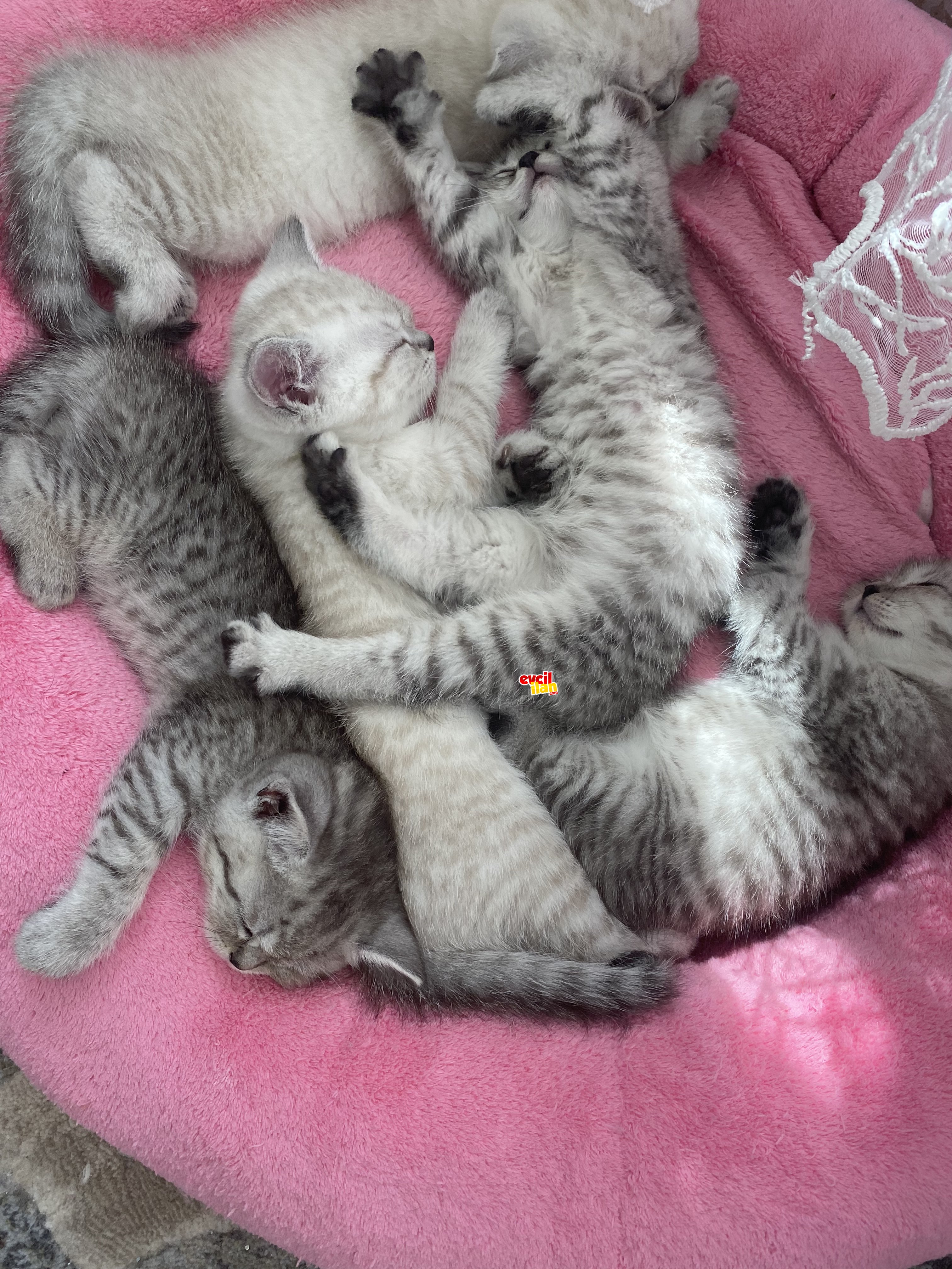 Silver kızlarım