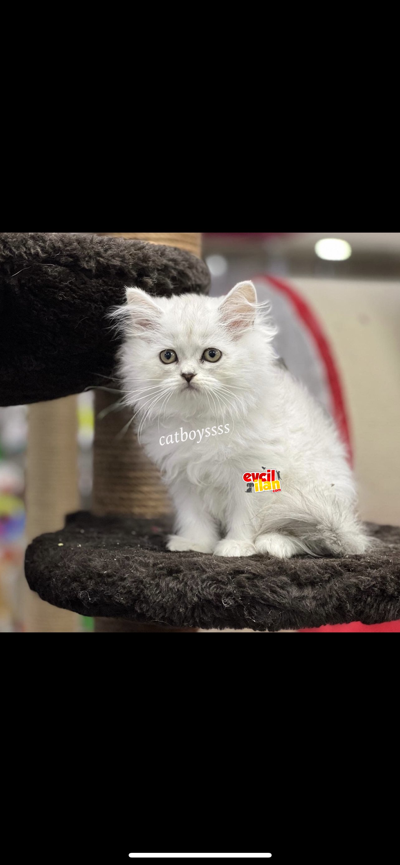 Silver longhair british dişi yavrumuz