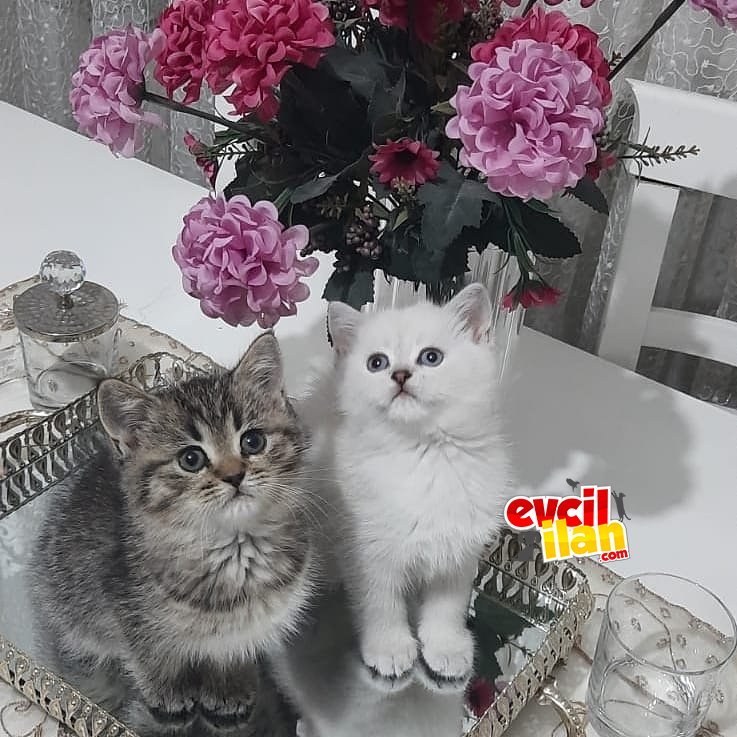Silver point ve Black golden