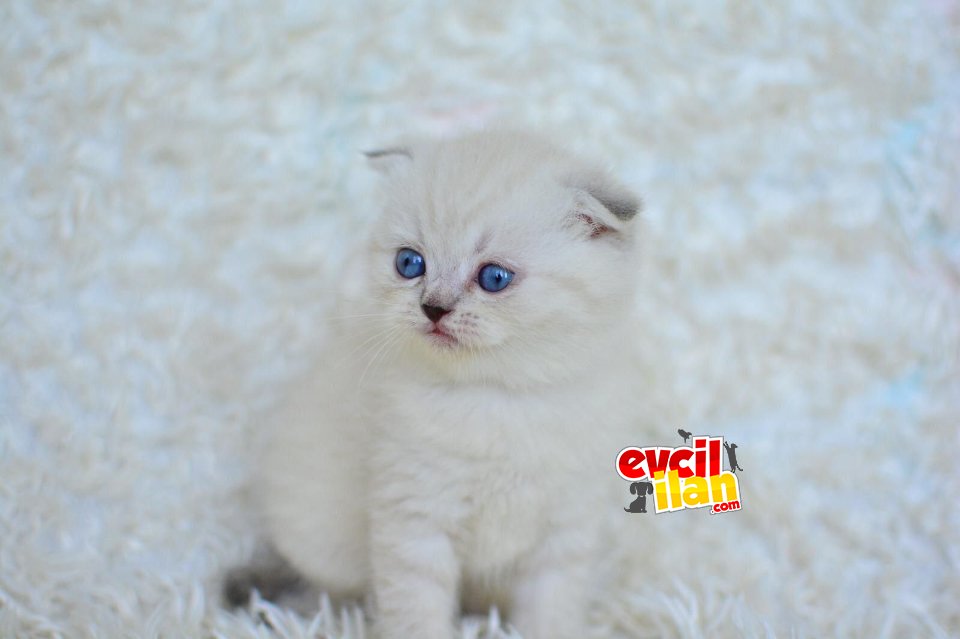 Silver Scottish Fold 2 Aylık Dişi