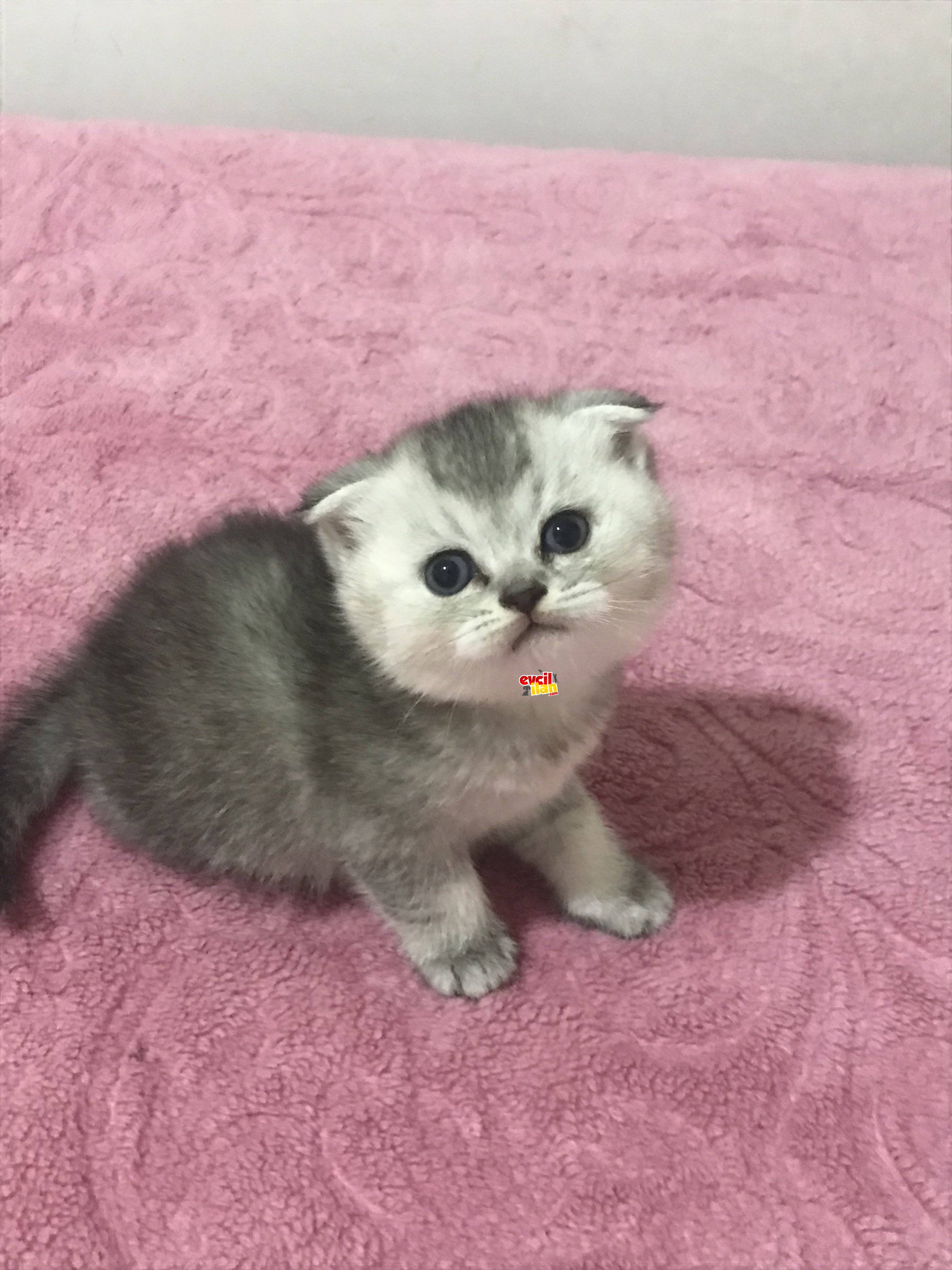 Silver scottish fold yavru kedimiz sahiplendirilecektir