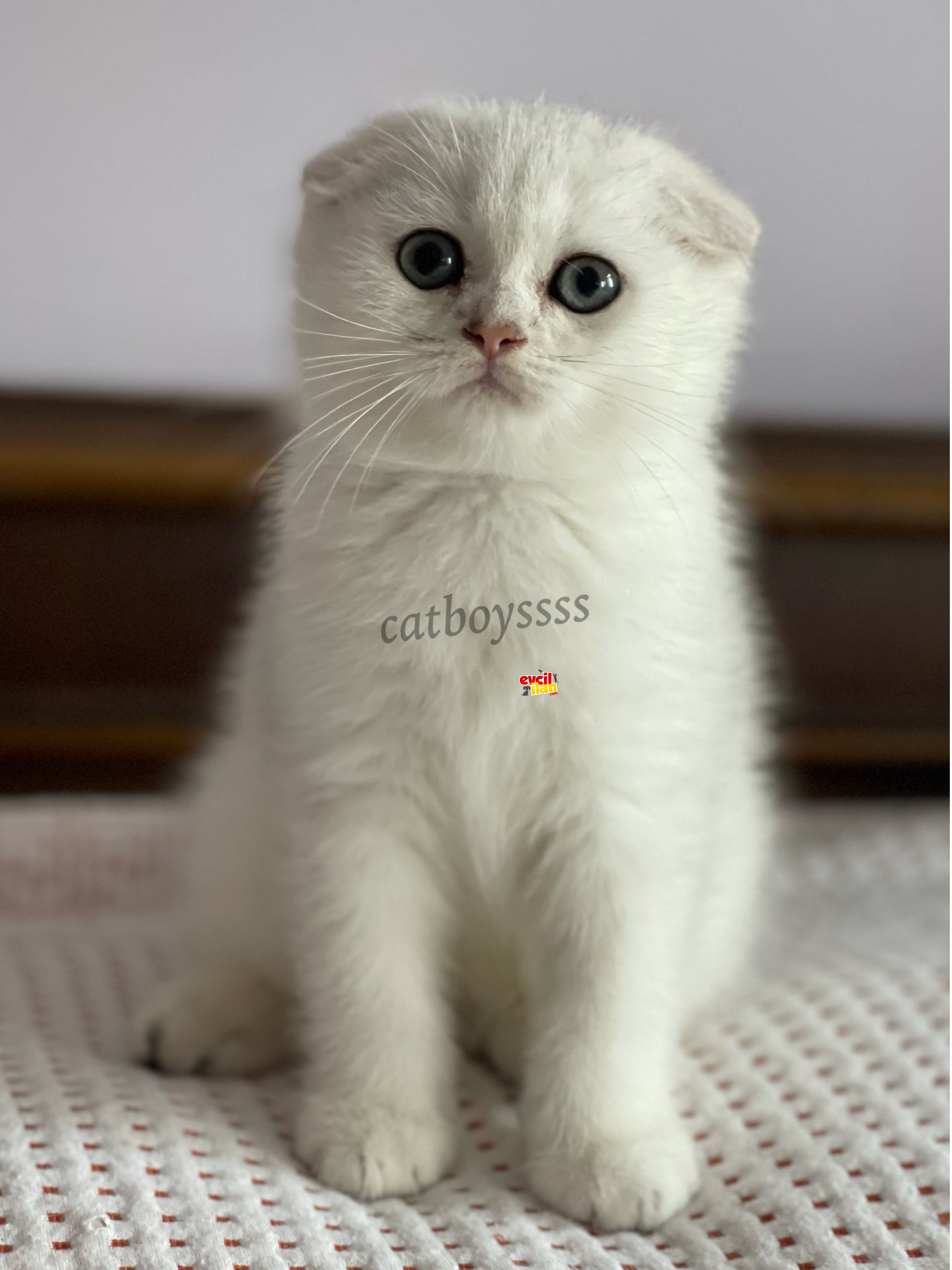 Silver shaded scottish fold erkek yavru (anne,baba secereli)