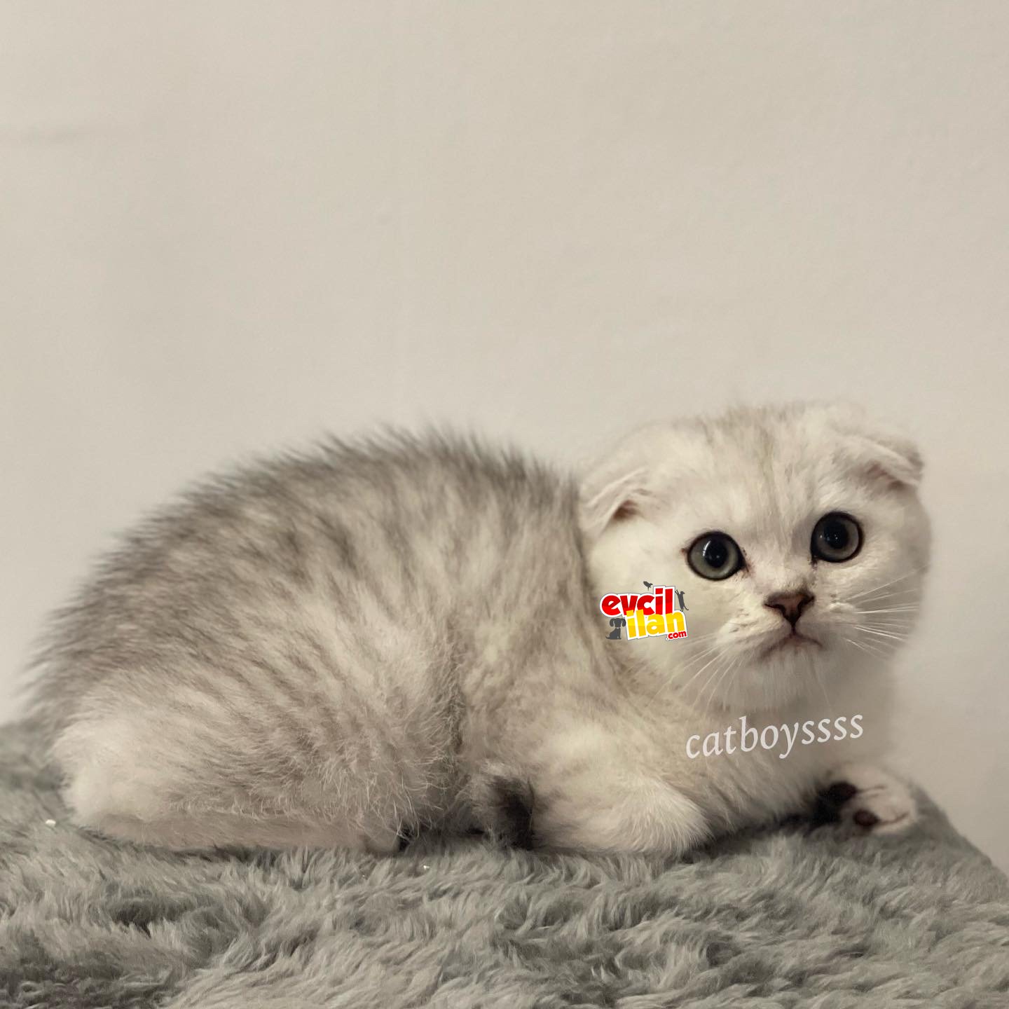 Silver tabby scottish fold dişi yavrumuz 