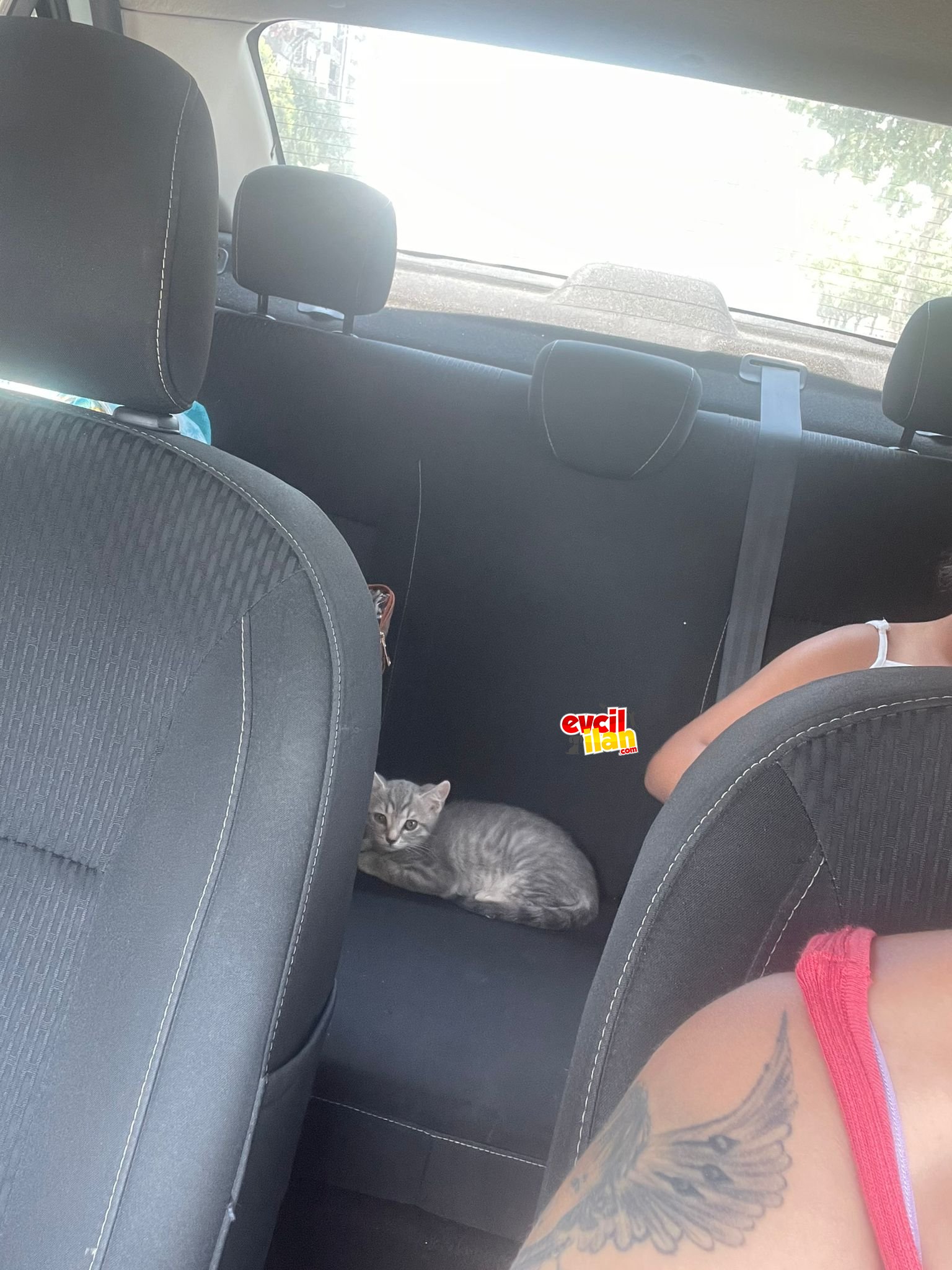 Silverhair british shorthair