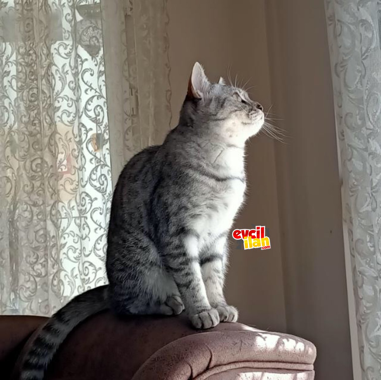 Silvertap whiskas kedisi olan zoe ‘mize yuva aryoruz