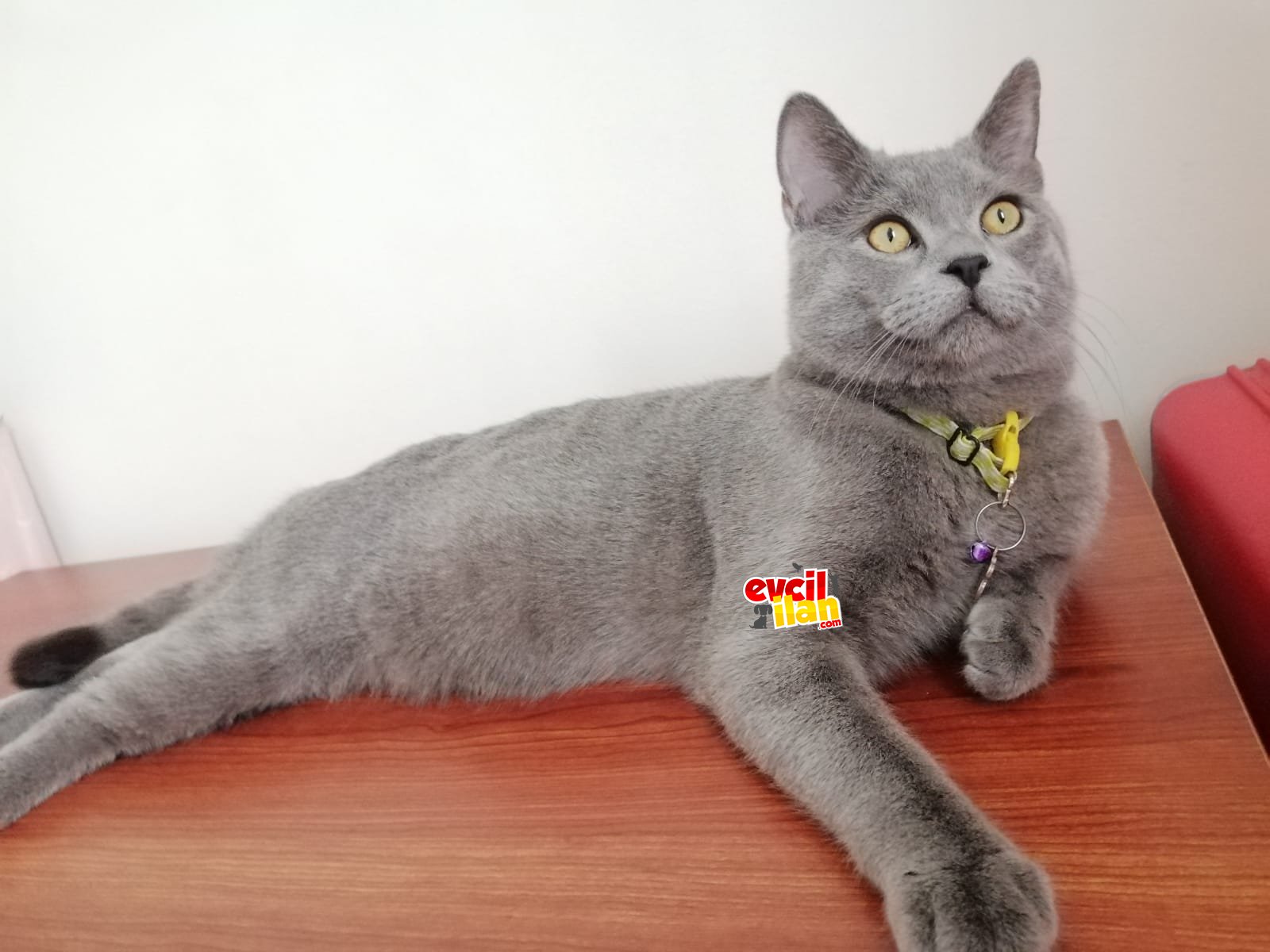 Simba erkek 10 aylık