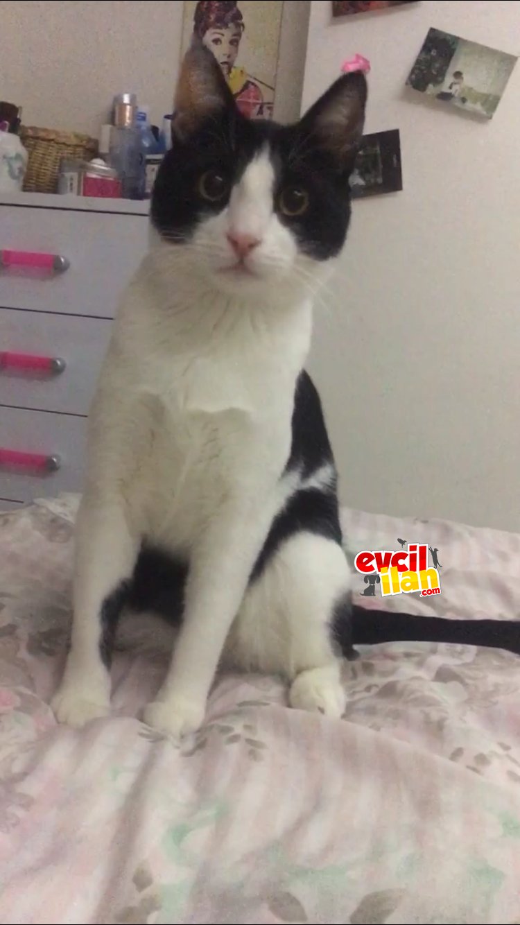 SİMOKİN KEDİ ÇAKIL