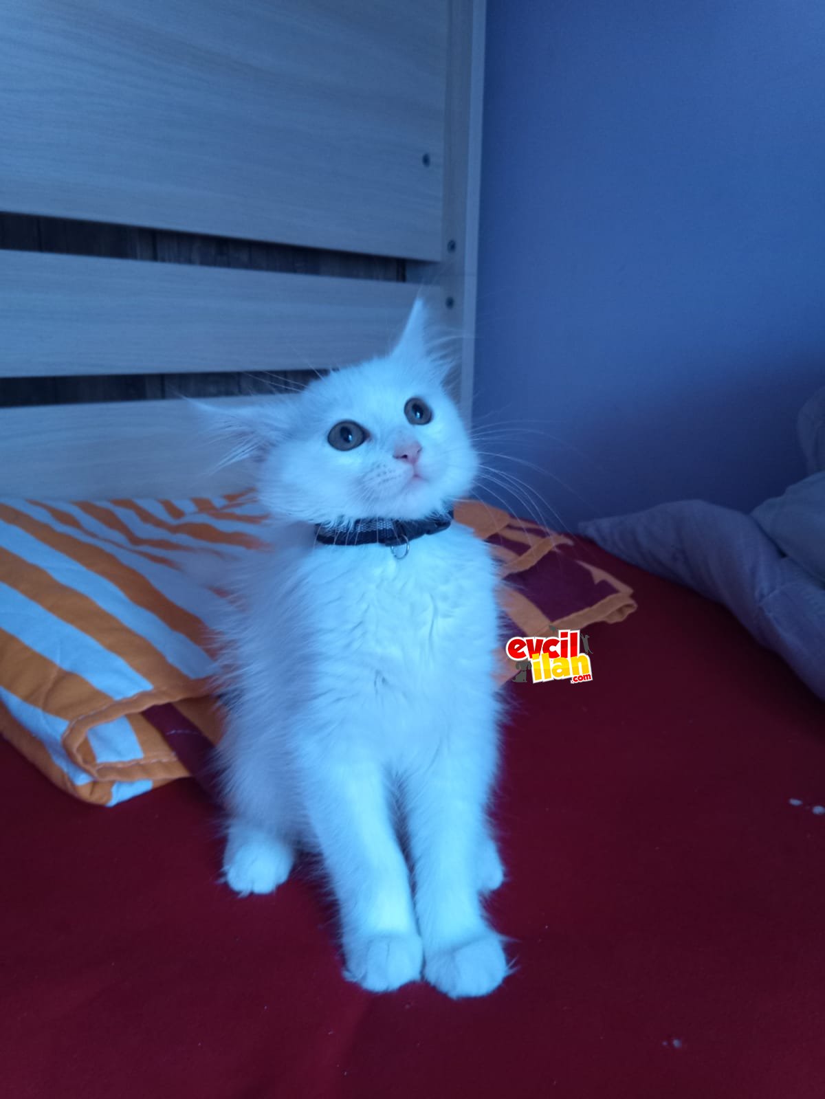 şirin bir bebek kedi