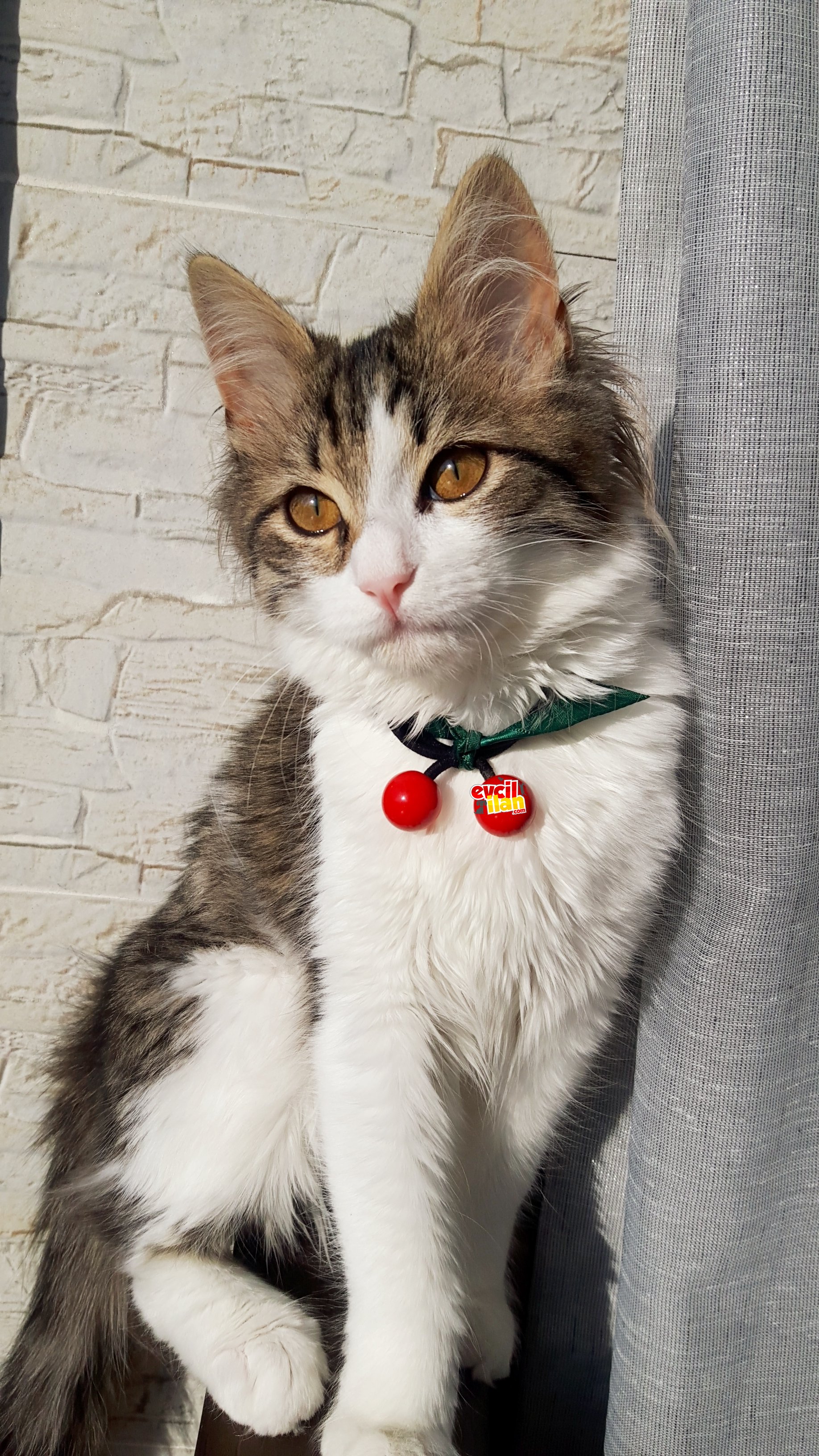 Şirin Hanımefendi Bir Kedi