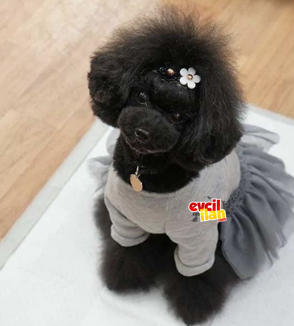 Siyah baby face orjinal mini toy poodle bebeğimiz 