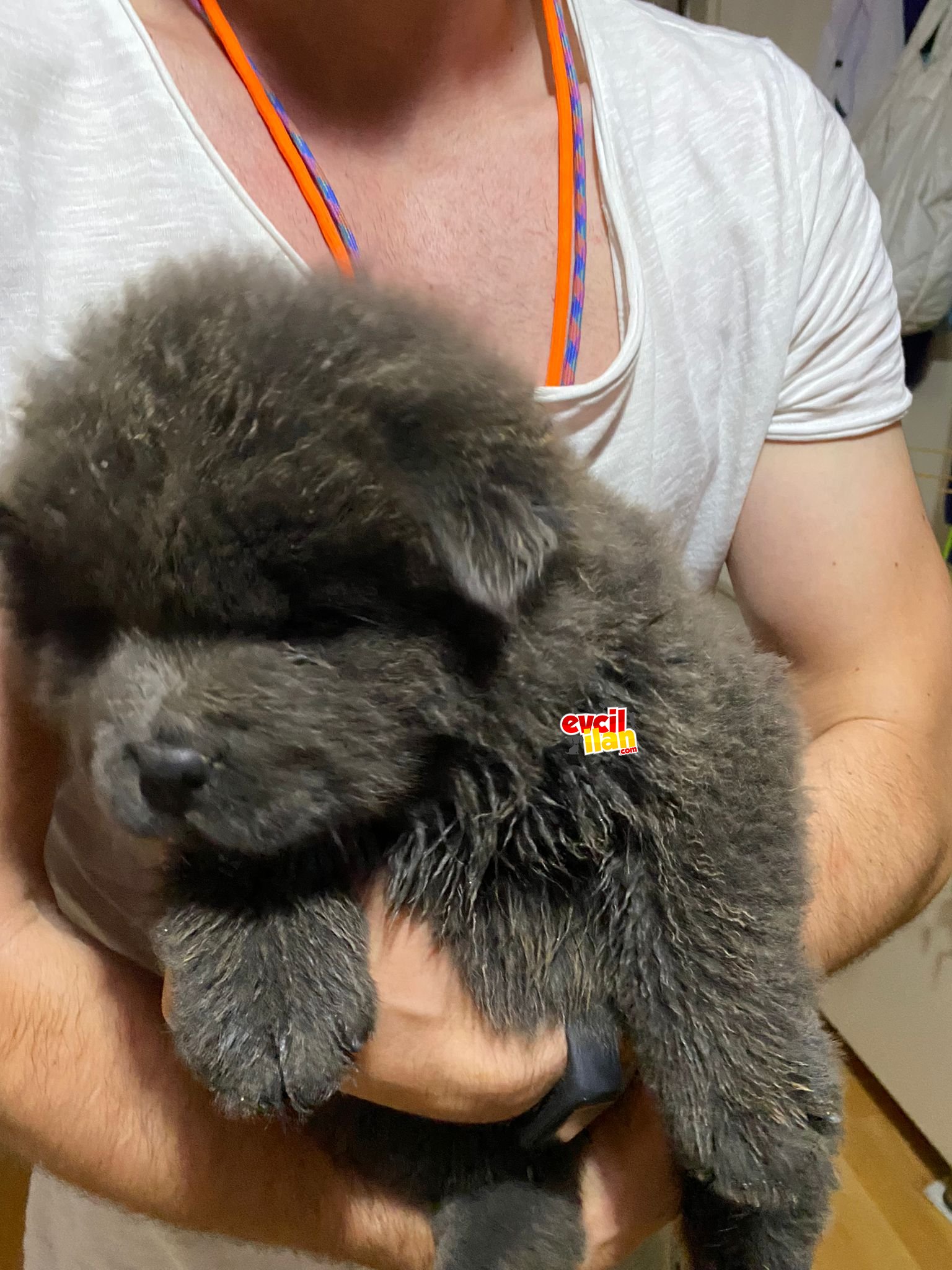 SİYAH CHOW CHOW YAVRULAR 