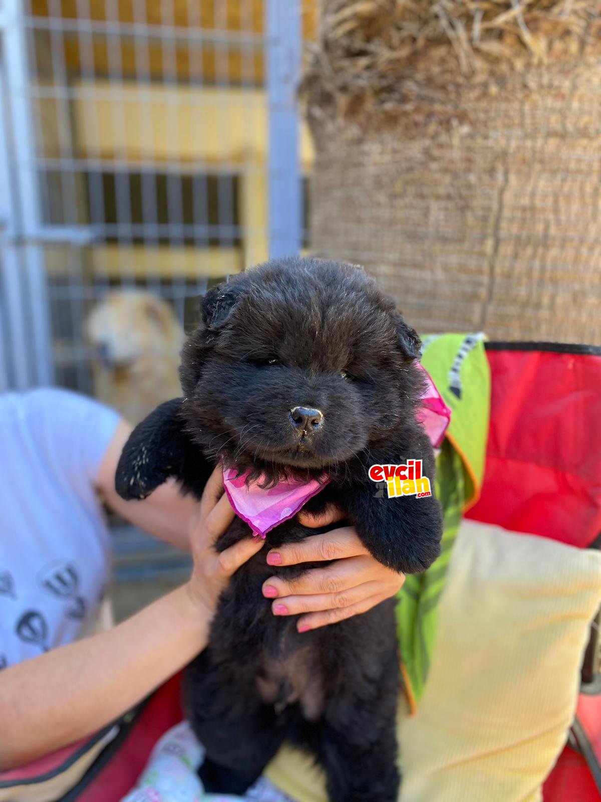 SİYAH CHOW CHOW YAVRULAR 