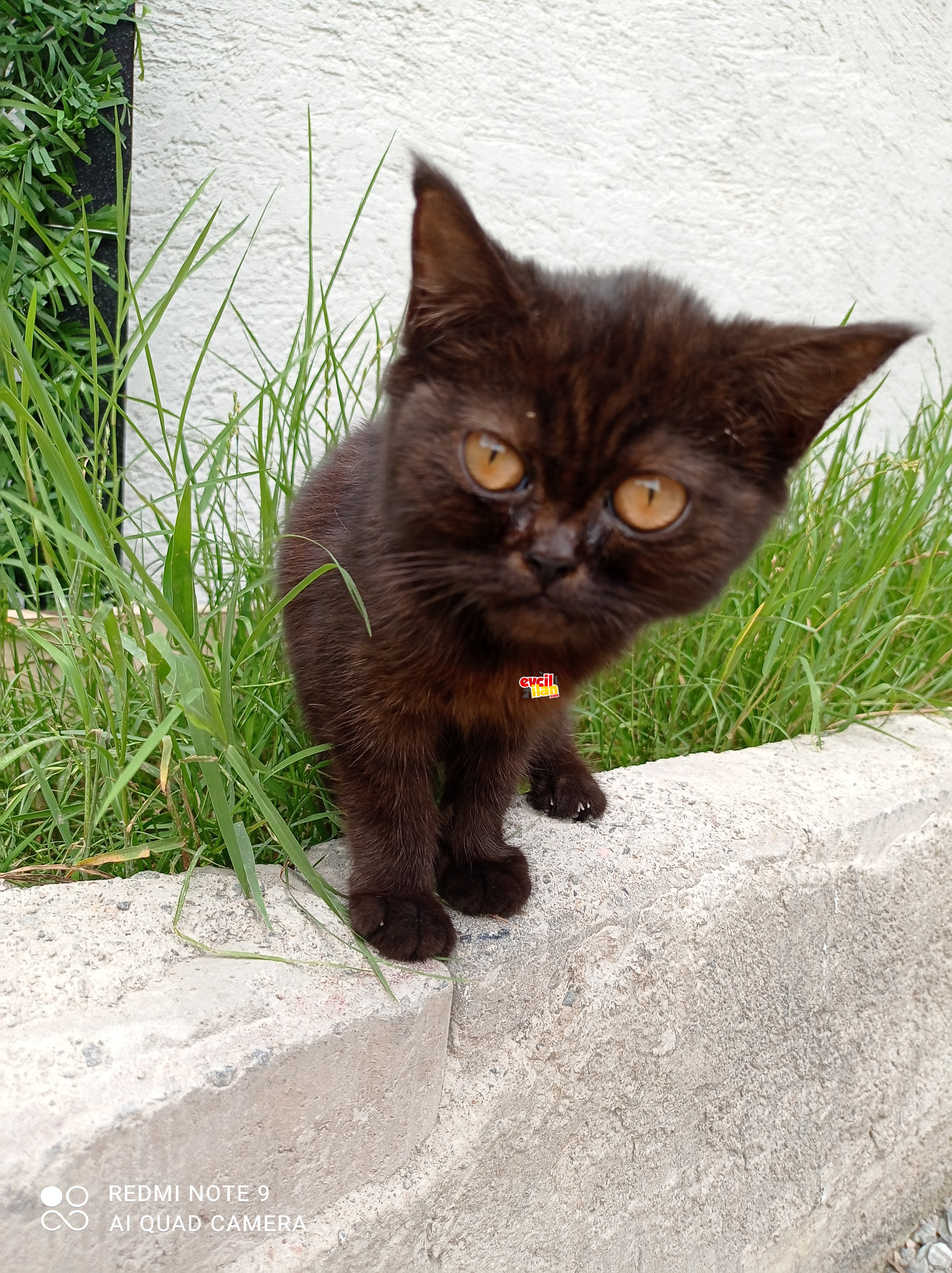 Siyah cins kedi 