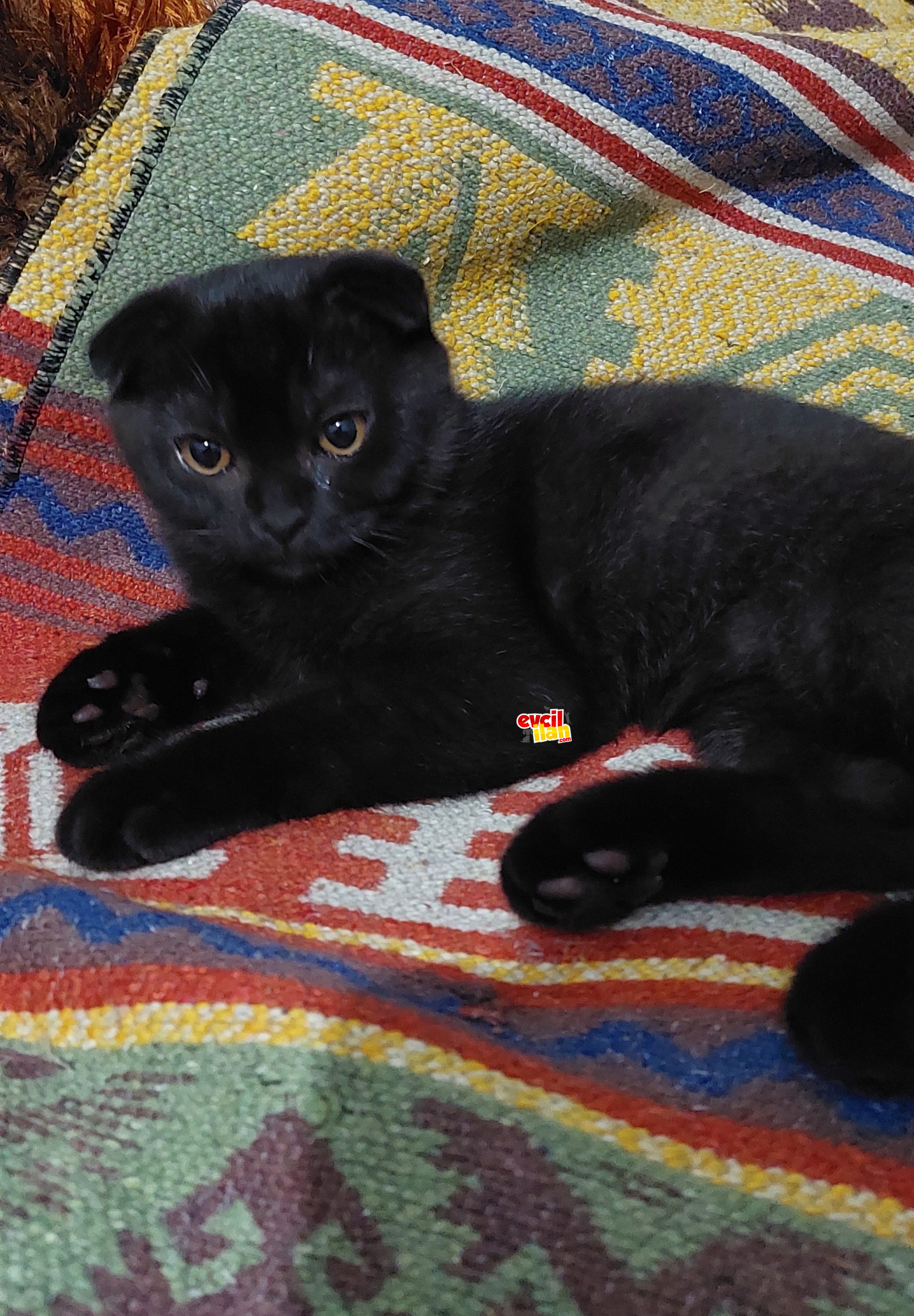 Siyah erkek scottish fold 