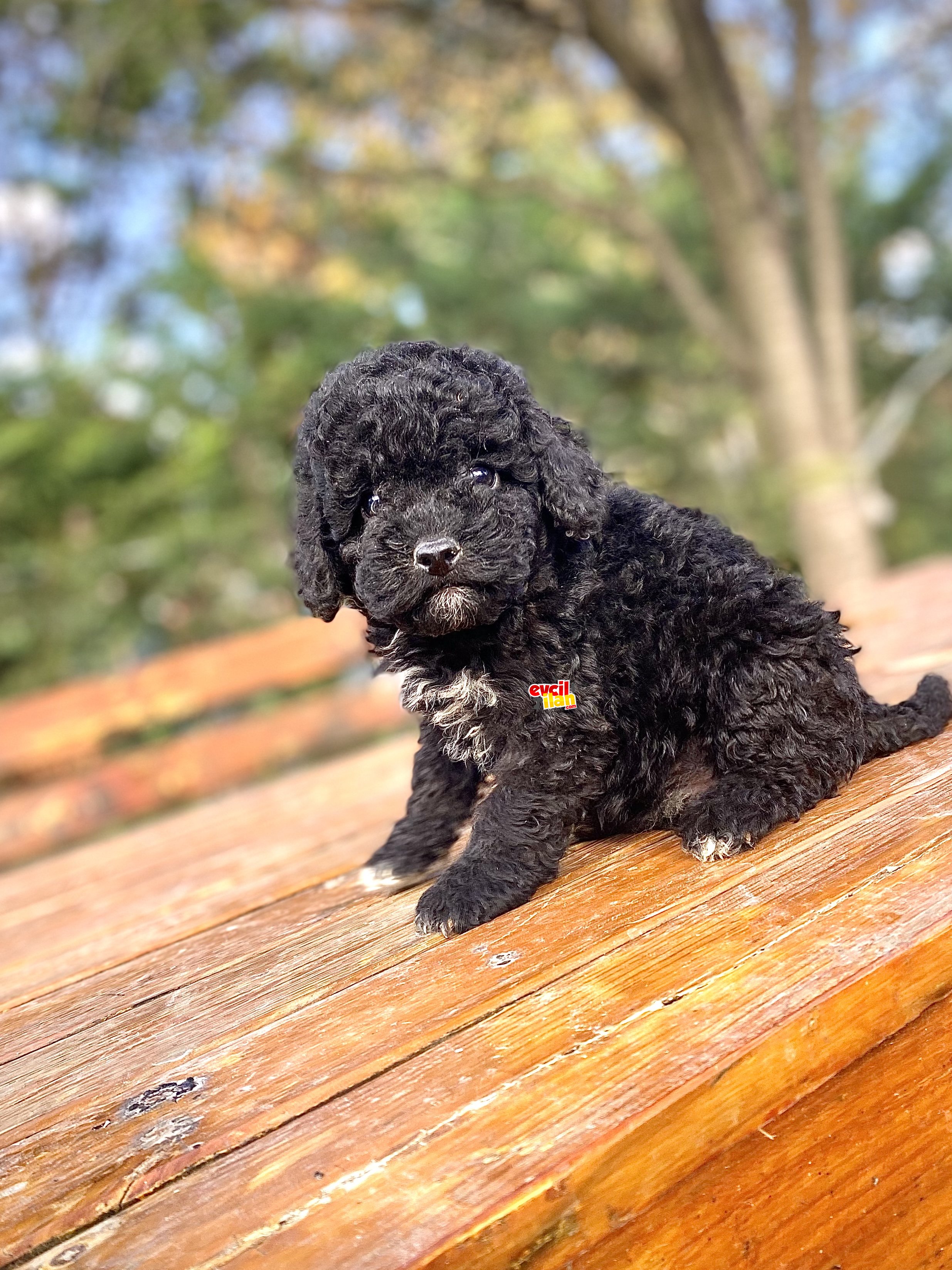 SİYAH İNCİ AŞILI POODLE BEBEĞİMİZ A KALİTE 