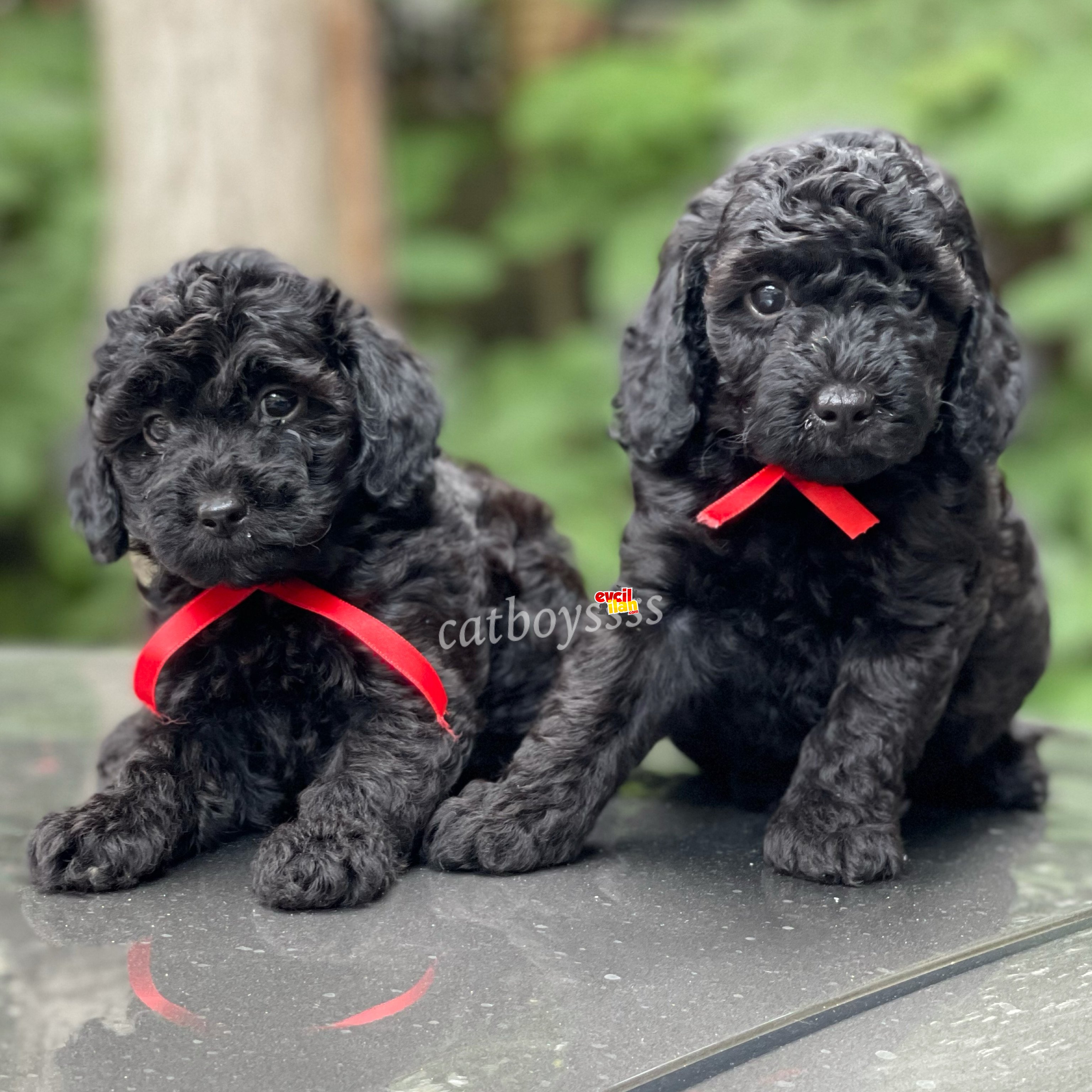 Siyah inci black toy poodle yavrular (Dişi,erkek)