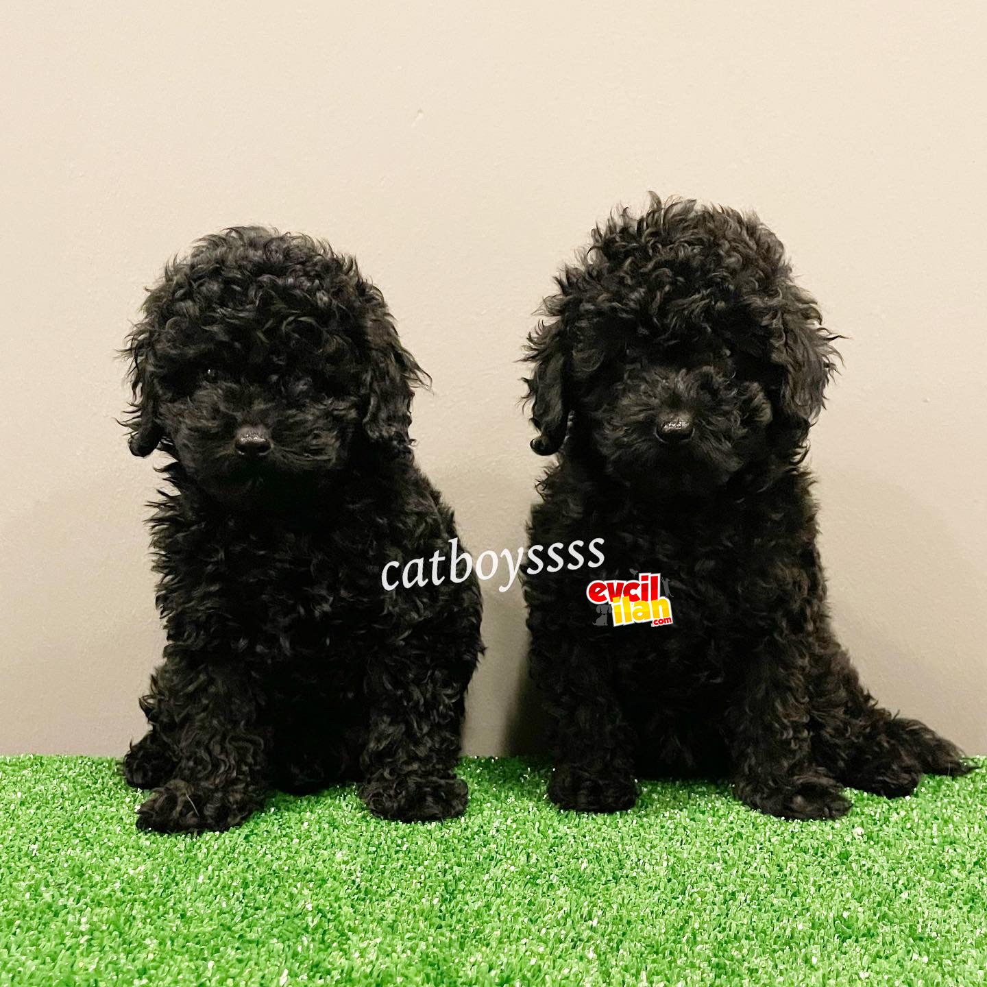 Siyah inci black toy poodle yavrular (Dişi,erkek)