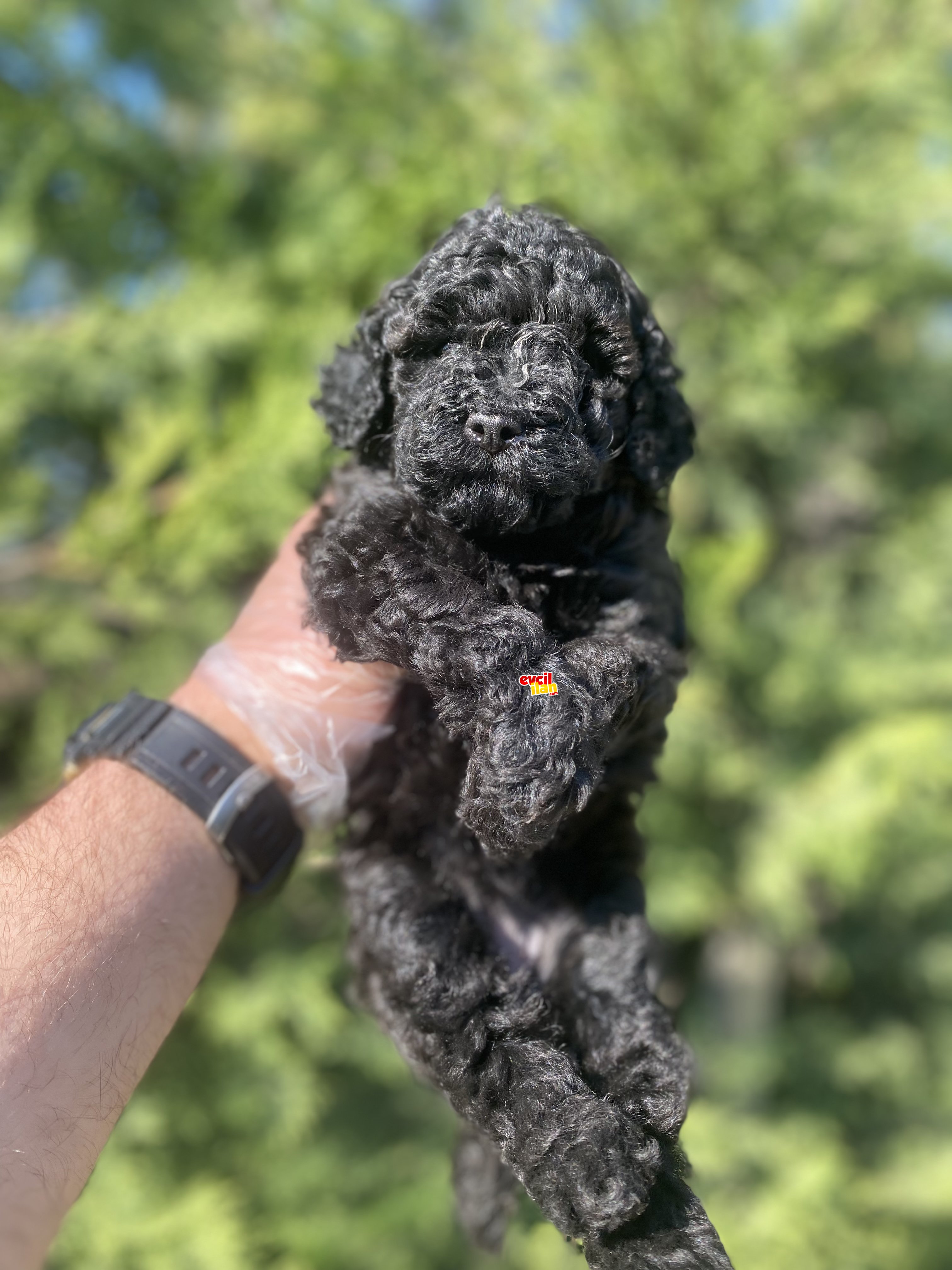 SİYAH İNCİ MİNİ BOY POODLE