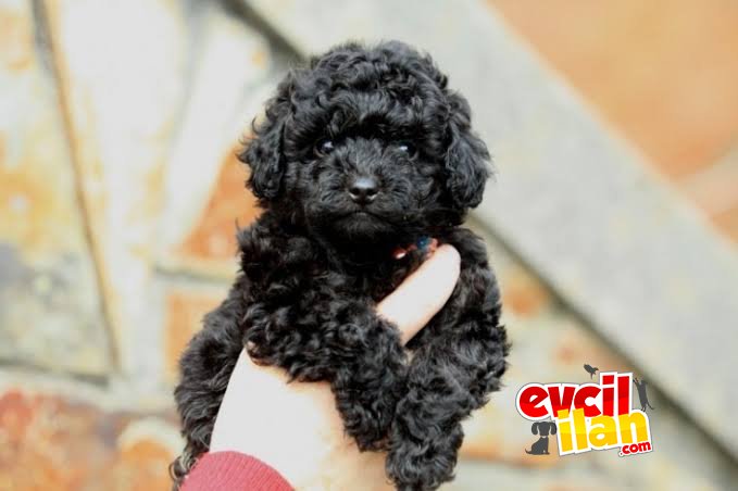 SİYAH İNCİ POODLE BEBEĞİMİZ A KALİTE