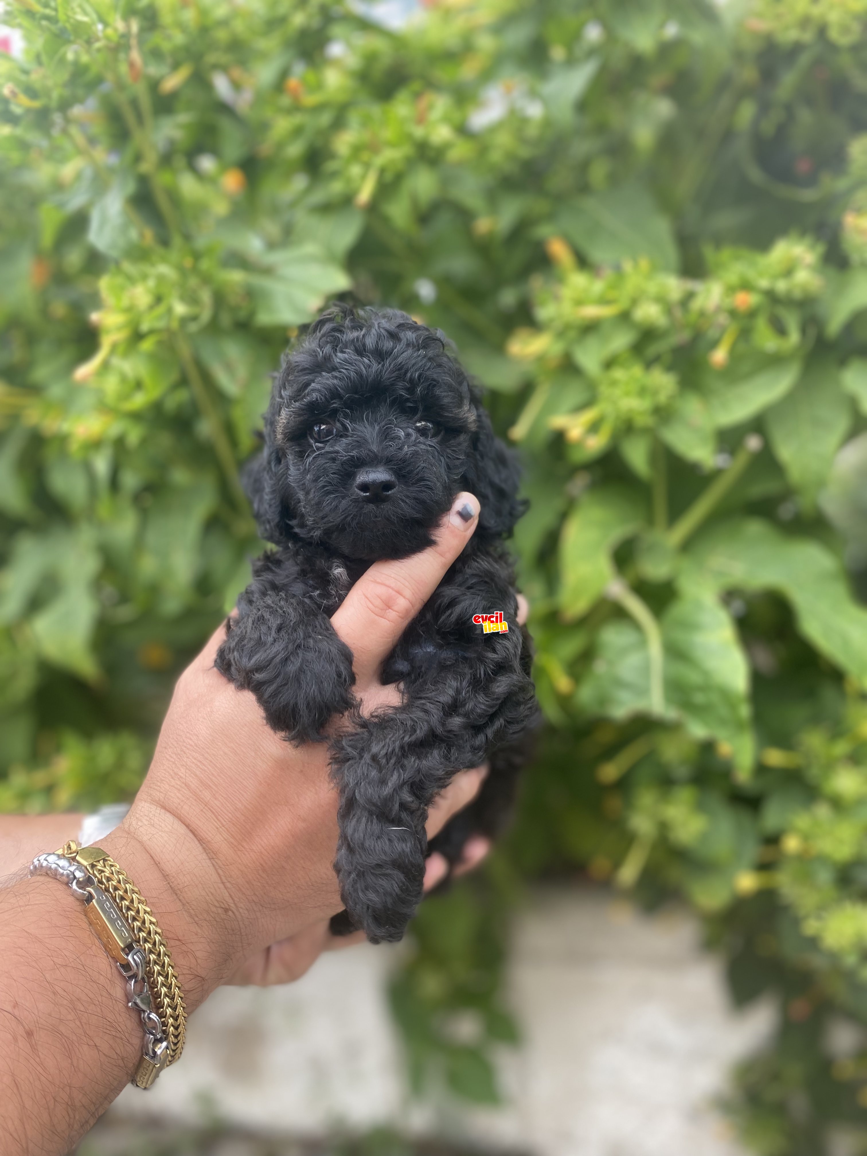 SİYAH İNCİ TOY BOY POODLE BEBEĞİMİZ 