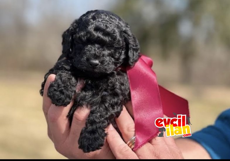 SİYAH İNCİ TOY POODLE BEBEĞİMİZ